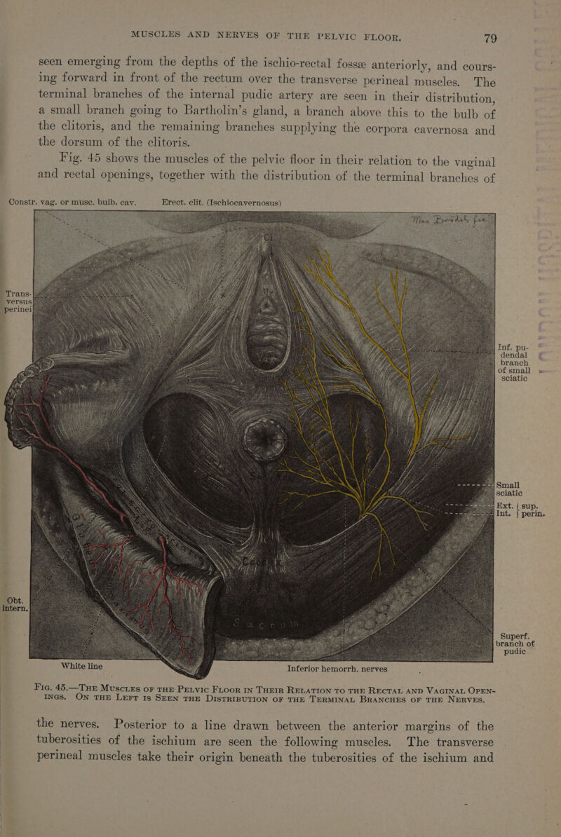 seen emerging from the depths of the ischio-rectal fosse anteriorly, and cours- ing forward in front of the rectum over the transverse perineal muscles, The terminal branches of the internal pudic artery are seen in their distribution, a small branch going to Bartholin’s gland, a branch above this to the bulb of the clitoris, and the remaining branches supplying the corpora cavernosa and the dorsum of the clitoris. Fig. 45 shows the muscles of the pelvic floor in their relation to the vaginal and rectal openings, together with the distribution of the terminal branches of Constr. vag. or muse. bulb. cay. Erect. clit. (Ischiocavernosus) # i t versus perine sciatic 7 Ext. { sup. perin. Obt. intern. White line * Inferior hemorrh, nerves Fig. 45.—Tue Muscizs oF THE PELvic FLoor IN THEIR RELATION TO THE RECTAL AND VAGINAL OPEN- INGS. ON THE LEFT 1s SEEN THE DISTRIBUTION OF THE TERMINAL BRANCHES OF THE NERVES. the nerves. Posterior to a line drawn between the anterior margins of the tuberosities of the ischium are seen the following muscles. The transverse perineal muscles take their origin beneath the tuberosities of the ischium and