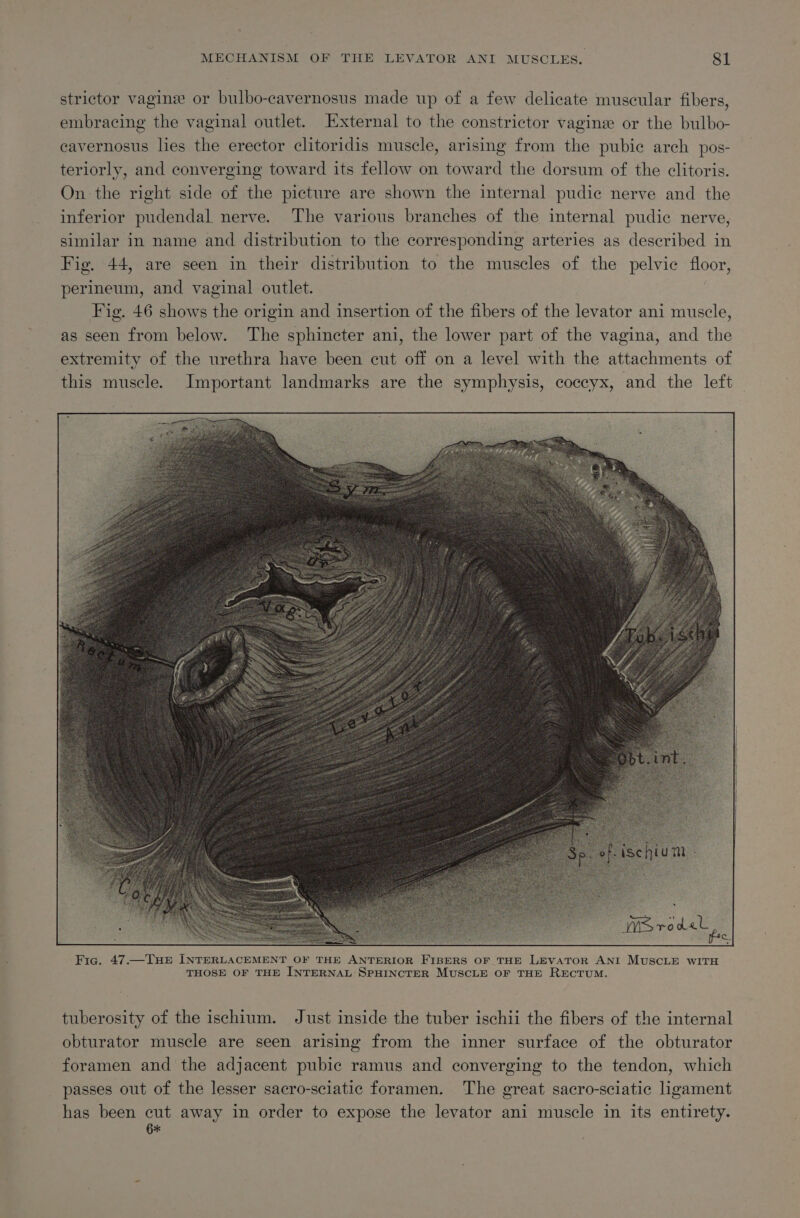 strictor vagine or bulbo-cavernosus made up of a few delicate muscular fibers, embracing the vaginal outlet. External to the constrictor vagine or the bulbo- cavernosus lies the erector clitoridis muscle, arising from the pubic arch pos- teriorly, and converging toward its fellow on toward the dorsum of the clitoris. On the right side of the picture are shown the internal pudic nerve and the inferior pudendal nerve. The various branches of the internal pudic nerve, similar in name and distribution to the corresponding arteries as described in Fig. 44, are seen in their distribution to the muscles of the pelvic floor, perineum, and vaginal outlet. Fig. 46 shows the origin and insertion of the fibers of the levator ani muscle, as seen from below. The sphincter ani, the lower part of the vagina, and the extremity of the urethra have been cut off on a level with the attachments of this muscle. Important landmarks are the symphysis, coceyx, and the left tuberosity of the ischium. Just inside the tuber ischii the fibers of the internal obturator muscle are seen arising from the inner surface of the obturator foramen and the adjacent pubic ramus and converging to the tendon, which passes out of the lesser sacro-sciatic foramen. The great sacro-sciatic ligament has been cut away in order to expose the levator ani muscle in its entirety. 6*