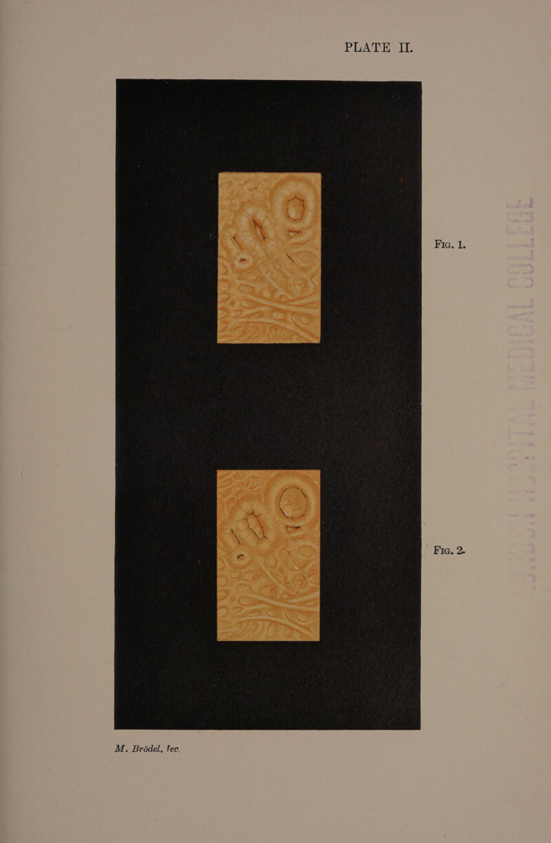 PLATE II. Fia. 1. Fic. 2.