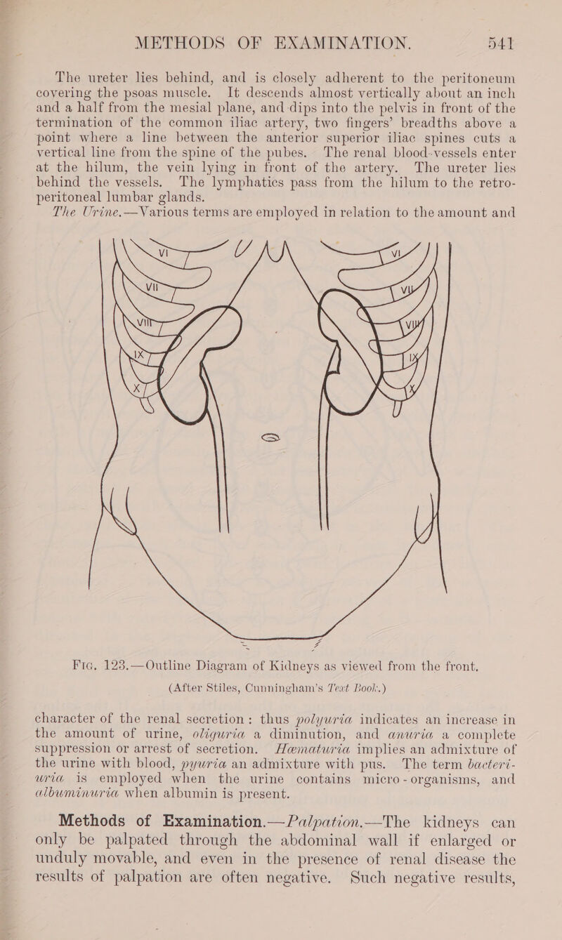 The ureter lies behind, and is closely adherent to the peritoneum covering the psoas muscle. It descends almost vertically about an inch and a half from the mesial plane, and dips into the pelvis in front of the termination of the common iliac artery, two fingers’ breadths above a point where a line between the anterior superior iliac spines cuts a vertical line from the spine of the pubes. The renal blood-vessels enter at the hilum, the vein lying in front of the artery. The ureter lies behind the vessels. The lymphatics pass from the hilum to the retro- peritoneal lumbar glands. The Urine.—Various terms are employed in relation to the amount and 2 4 Fic, 123.—Outhne Diagram of Kidneys as viewed from the front, (After Stiles, Cunningham’s Teat Book.) character of the renal secretion: thus polyuria indicates an increase in the amount of urine, oliguria a diminution, and anuria a complete suppression or arrest of secretion. Hematuria implies an admixture of the urine with blood, pywria an admixture with pus. The term bactert- uria is employed when the urine contains micro-organisms, and albuminuria when albumin is present. Methods of Examination.—Pa/pation.—The kidneys can only be palpated through the abdominal wall if enlarged or unduly movable, and even in the presence of renal disease the results of palpation are often negative. Such negative results,