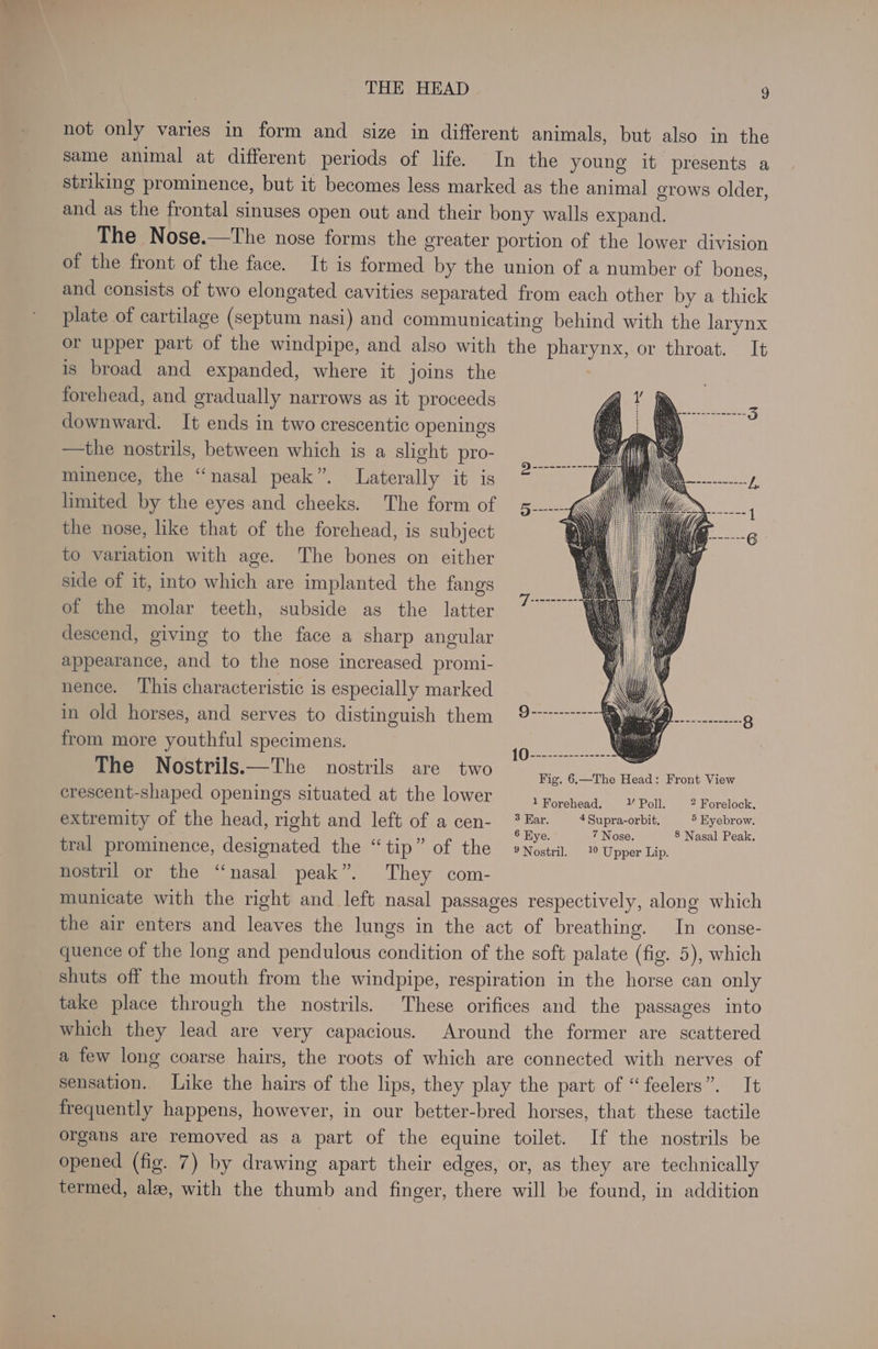 not only varies in form and size in different animals, but also in the same animal at different periods of life. In the young it presents a striking prominence, but it becomes less marked as the animal grows older, and as the frontal sinuses open out and their bony walls expand. The Nose.—The nose forms the greater portion of the lower division of the front of the face. It is formed by the union of a number of bones, and consists of two elongated cavities separated from each other by a thick plate of cartilage (septum nasi) and communicating behind with the larynx or upper part of the windpipe, and also with the pharynx, or throat. It is broad and expanded, where it joins the ; forehead, and gradually narrows as it proceeds Vy downward. It ends in two crescentic openings —the nostrils, between which is a slight pro- minence, the “nasal peak”. Laterally it is limited by the eyes. and cheeks. The form of the nose, like that of the forehead, is subject to variation with age. The bones on either side of it, into which are implanted the fangs of the molar teeth, subside as the latter descend, giving to the face a sharp angular appearance, and to the nose increased promi- nence. This characteristic is especially marked in old horses, and serves to distinguish them from more youthful specimens. The Nostrils.—The nostrils are two crescent-shaped openings situated at the lower ition een aE STN cea Tse extremity of the head, right and left of a cen- hen EA Sprlahs Trta aaa tral prominence, designated the “tip” of the »Nostri, 29 Upper Lip. nostril or the “nasal peak”. They com- municate with the right and left nasal passages respectively, along which the air enters and leaves the lungs in the act of breathing. In conse- quence of the long and pendulous condition of the soft palate (fig. 5), which shuts off the mouth from the windpipe, respiration in the horse can only take place through the nostrils. These orifices and the passages into which they lead are very capacious. Around the former are scattered a few long coarse hairs, the roots of which are connected with nerves of sensation. Like the hairs of the lips, they play the part of “feelers”. It frequently happens, however, in our better-bred horses, that these tactile organs are removed as a part of the equine toilet. If the nostrils be opened (fig. 7) by drawing apart their edges, or, as they are technically termed, alze, with the thumb and finger, there will be found, in addition