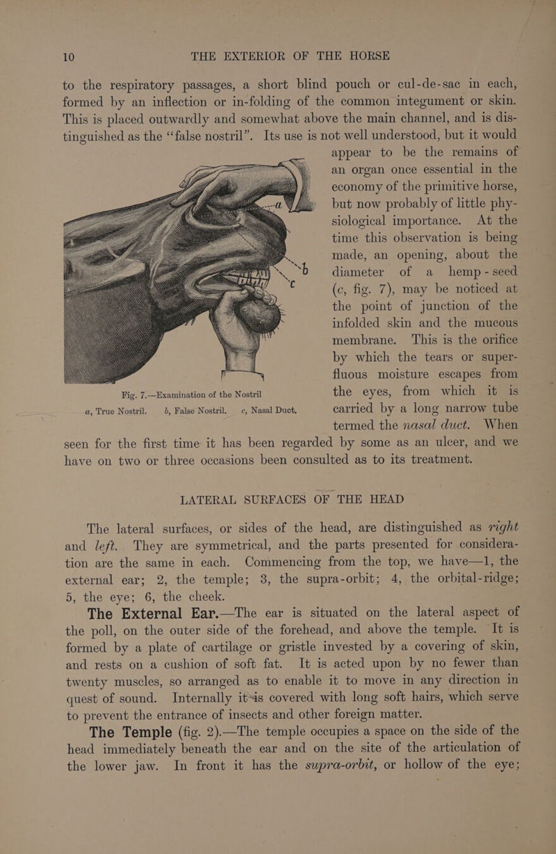to the respiratory passages, a short blind pouch or cul-de-sac in each, formed by an inflection or in-folding of the common integument or skin. This is placed outwardly and somewhat above the main channel, and is dis- tinguished as the “false nostril”. Its use is not well understood, but it would appear to be the remains of an organ once essential in the economy of the primitive horse, but now probably of little phy- siological importance. At the time this observation is being made, an opening, about the diameter of a hemp - seed (c, fig. 7), may be noticed at the point of junction of the infolded skin and the mucous membrane. This is the orifice by which the tears or super- fluous moisture escapes from : Fig. 7.--Examination of the Nostril the eyes, from which it 1s a, True Nostril. 0, False Nostril. c, Nasal Duct. carried by a long narrow tube | termed the nasal duct. When seen for the first time it has been regarded by some as an ulcer, and we have on two or three occasions been consulted as to its treatment. LATERAL SURFACES OF THE HEAD The lateral surfaces, or sides of the head, are distinguished as right and left. They are symmetrical, and the parts presented for considera- tion are the same in each. Commencing from the top, we have—l, the external ear; 2, the temple; 8, the supra-orbit; 4, the orbital-ridge; 5, the eye; 6, the cheek. The External Ear.—The ear is situated on the lateral aspect of the poll, on the outer side of the forehead, and above the temple. It is formed by a plate of cartilage or gristle invested by a covering of skin, and rests on a cushion of soft fat. It is acted upon by no fewer than twenty muscles, so arranged as to enable it to move in any direction in quest of sound. Internally itis covered with long soft hairs, which serve to prevent the entrance of insects and other foreign matter. The Temple (fig. 2).—The temple occupies a space on the side of the head immediately beneath the ear and on the site of the articulation of the lower jaw. In front it has the supra-orbit, or hollow of the eye;