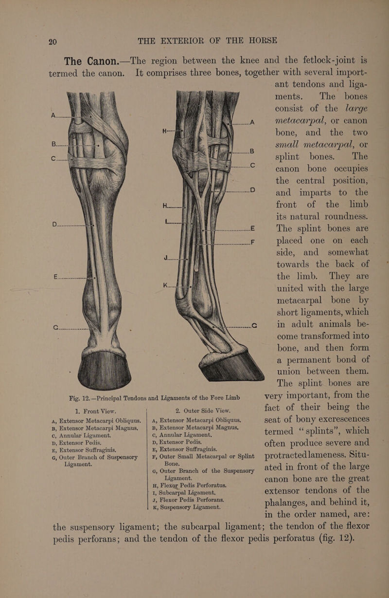 1, Front View. | A, Extensor Metacarpi Obliquus. B, Extensor Metacarpi Magnus, c, Annular Ligament. Dp, Extensor Pedis, E, Extensor Suffraginis. g, Outer Branch of Suspensory Ligament. 2. Outer Side View. A, Extensor Metacarpi Obliquus. B, Extensor Metacarpi Magnus, c, Annular Ligament. Dp, Extensor Pedis. E, Extensor Suffraginis. F, Outer Small Metacarpal or Splint Bone. G, Outer Branch of the Suspensory Ligament. H, Flexor Pedis Perforatus. J, Flexor Pedis Perforans. K, Suspensory Ligament. ant tendons and liga- ments. The bones consist of the large metacarpal, or canon bone, and the two small metacarpal, or splint bones. The canon bone occupies the central position, and imparts to the front of the limb its natural roundness. The splint bones are placed one on each | side, and somewhat towards the back of the limb. They are united with the large metacarpal bone by short ligaments, which in adult animals be- come transformed into bone, and then form a permanent bond of union between them. The splint bones are very important, from the fact of their being the seat of bony excrescences termed “splints”, which often produce severe and protractedlameness. Situ- ated in front of the large canon bone are the great extensor tendons of the phalanges, and behind it, in the order named, are:
