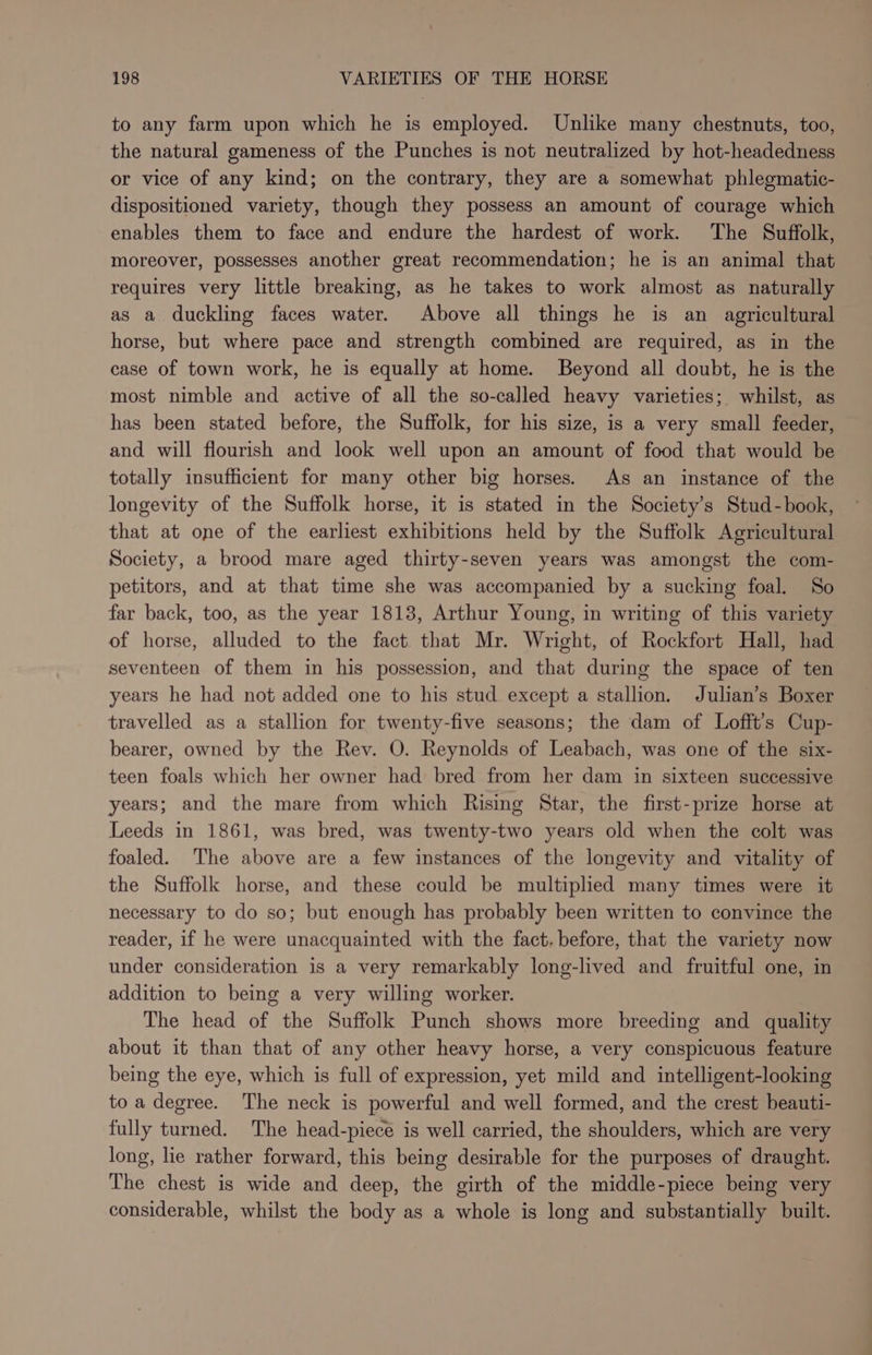 to any farm upon which he is employed. Unlike many chestnuts, too, the natural gameness of the Punches is not neutralized by hot-headedness or vice of any kind; on the contrary, they are a somewhat phlegmatic- dispositioned variety, though they possess an amount of courage which enables them to face and endure the hardest of work. The Suffolk, moreover, possesses another great recommendation; he is an animal that requires very little breaking, as he takes to work almost as naturally as a duckling faces water. Above all things he is an agricultural horse, but where pace and strength combined are required, as in the case of town work, he is equally at home. Beyond all doubt, he is the most nimble and active of all the so-called heavy varieties; whilst, as has been stated before, the Suffolk, for his size, is a very small feeder, and will flourish and look well upon an amount of food that would be totally insufficient for many other big horses. As an instance of the longevity of the Suffolk horse, it is stated in the Society’s Stud-book, that at one of the earliest exhibitions held by the Suffolk Agricultural Society, a brood mare aged thirty-seven years was amongst the com- petitors, and at that time she was accompanied by a sucking foal. So far back, too, as the year 1813, Arthur Young, in writing of this variety of horse, alluded to the fact that Mr. Wright, of Rockfort Hall, had seventeen of them in his possession, and that during the space of ten years he had not added one to his stud except a stallion. Julian’s Boxer travelled as a stallion for twenty-five seasons; the dam of Lofft’s Cup- bearer, owned by the Rev. O. Reynolds of Leabach, was one of the six- teen foals which her owner had bred from her dam in sixteen successive years; and the mare from which Rising Star, the first-prize horse at Leeds in 1861, was bred, was twenty-two years old when the colt was foaled. The above are a few instances of the longevity and vitality of the Suffolk horse, and these could be multiplied many times were it necessary to do so; but enough has probably been written to convince the reader, if he were unacquainted with the fact. before, that the variety now under consideration is a very remarkably long-lived and fruitful one, in addition to being a very willing worker. The head of the Suffolk Punch shows more breeding and quality about it than that of any other heavy horse, a very conspicuous feature being the eye, which is full of expression, yet mild and intelligent-looking to a degree. The neck is powerful and well formed, and the crest beauti- fully turned. The head-piece is well carried, the shoulders, which are very long, lie rather forward, this being desirable for the purposes of draught. The chest is wide and deep, the girth of the middle-piece being very considerable, whilst the body as a whole is long and substantially built.