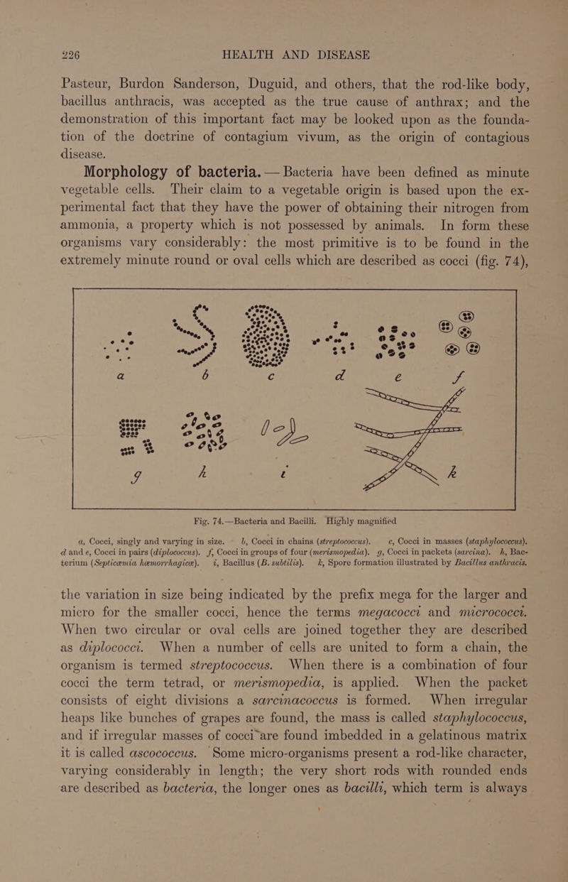 Pasteur, Burdon Sanderson, Duguid, and others, that the rod-like body, bacillus anthracis, was accepted as the true cause of anthrax; and the demonstration of this important fact may be looked upon as the founda- tion of the doctrine of contagium vivum, as the origin of contagious disease. Morphology of bacteria. — Bacteria have been defined as minute vegetable cells. Their claim to a vegetable origin is based upon the ex- perimental fact that they have the power of obtaining their nitrogen from ammonia, a property which is not possessed by animals. In form these organisms vary considerably: the most primitive is to be found in the extremely minute round or oval cells which are described as cocci (fig. 74), a, Cocci, singly and varying in size. i, Cocci in chains (streptococcus). c, Cocci in masses (staphylococcus). d@ and e, Cocci in pairs (diplococcus). jf, Cocciin groups of four (merismopedia). g, Cocci in packets (sarcina). h, Bac- terium (Septicemia hemorrhagice). 1%, Bacillus (B. subtilis). &amp;, Spore formation illustrated by Bacillus anthracis. the variation in size being indicated by the prefix mega for the larger and micro for the smaller cocci, hence the terms megacoccit and micrococct. When two circular or oval cells are joined together they are described as dyplococci. When a number of cells are united to form a chain, the organism is termed streptococcus. When there is a combination of four cocci the term tetrad, or merismopedia, is applied. When the packet consists of eight divisions a sarcinacoccus is formed. When irregular heaps like bunches of grapes are found, the mass is called staphylococcus, and if irrecular masses of cocci“are found imbedded in a gelatinous matrix it is called ascococcus. Some micro-organisms present a rod-like character, varying considerably in length; the very short rods with rounded ends are described as bacteria, the longer ones as bacilli, which term is always