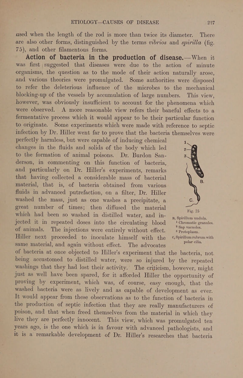 used when the length of the rod is more than twice its diameter. There are also other forms, distinguished by the terms vibrios and spirilla (fig. 75), and other filamentous forms. Action of bacteria in the production of disease.—When it was first suggested that diseases were due to the action of minute organisms, the question as to the mode of their action naturally arose, and various theories were promulgated. Some authorities were disposed to refer the deleterious influence of the microbes to the mechanical blocking-up of the vessels by accumulation of large numbers. This view, however, was obviously insufficient to account for the phenomena which were observed. A more reasonable view refers their baneful effects to a fermentative process which it would appear to be their particular function to originate. Some experiments which were made with reference to septic infection by Dr. Hiller went far to prove that the bacteria themselves were perfectly harmless, but were capable of inducing chemical changes in the fluids and solids of the body which led to the formation of animal poisons. Dr. Burdon San- derson, in commenting on this function of bacteria, and particularly on Dr. Hiller’s experiments, remarks that having collected a considerable mass of bacterial material, that is, of bacteria obtained from various fluids in advanced putrefaction, on a filter, Dr. Hiller washed the mass, just as one washes a precipitate, a great number of times; then diffused the material which had been so washed in distilled water, and in- Be apiahanty date jected it in repeated doses into the circulating blood eee granules. of animals. The injections were entirely without effect. 5 Protoplasm. Hiller next proceeded to inoculate himself with the ¢, Spirillum rubrum with same material, and again without effect. The advocates yack sy of bacteria at once objected to Hiller’s experiment that the bacteria, not being accustomed to distilled water, were so injured by the repeated washings that they had lost their activity. The criticism, however, might just as well have been spared, for it afforded Hiller the opportunity of proving by experiment, which was, of course, easy enough, that the washed bacteria were as lively and as capable of development as ever. It would appear from these observations as to the function of bacteria in the production of septic infection that they are really manufacturers of poison, and that when freed themselves from the material in which they live they are perfectly innocent. This view, which was promulgated ten years ago, is the one which is in favour with advanced pathologists, and it is a’ remarkable development of Dr. Hiller’s researches that bacteria