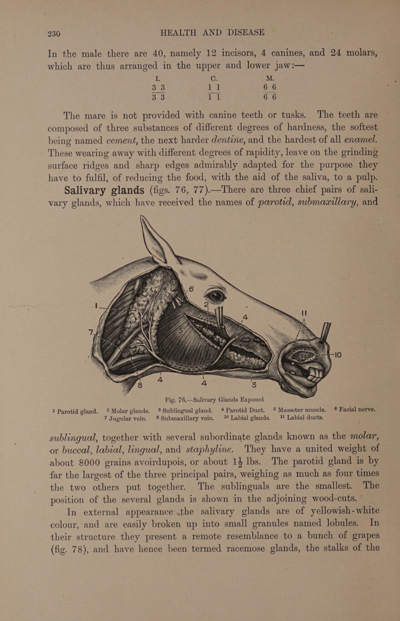 In the male there are 40, namely 12 incisors, 4 canines, and 24 molars, which are thus arranged in the upper and lower jJaw:— i C M. 3.3 Ld 6 6 33 de 6 6 The mare is not provided with canine teeth or tusks. The teeth are composed of three substances of different degrees of hardness, the softest being named cement, the next harder dentine, and the hardest of all enamel. These wearing away with different degrees of rapidity, leave on the grinding surface ridges and sharp edges admirably adapted for the purpose they have to fulfil, of reducing the food, with the aid of the saliva, to a pulp. Salivary glands (figs. 76, 77).—There are three chief pairs of sali- vary glands, which have received the names of parotid, submaaillary, and Fig. 76.—Salivary Glands Exposed 1 Parotid gland. Molar glands. 4% Sublingual gland. * Parotid Duct. 5 Masseter muscle. § Facial nerve. 7 Jugular vein. 8 Submaxillary vein. 1° Labial glands. ™ Labial ducts. sublingual, together with several subordinate glands known as the molar, or buccal, labial, lingual, and staphyline. They have a united weight of about 8000 grains avoirdupois, or about 14 lbs. The parotid gland is by far the largest of the three principal pairs, weighing as much as four times the two others put together. The sublinguals are the smallest. The position of the several glands is shown in the adjoining wood-cuts. In external appearance the salivary glands are of yellowish-white colour, and are easily broken up into small granules named lobules. In their structure they present a remote resemblance to a bunch of grapes (fig. 78), and have hence been termed racemose glands, the stalks of the