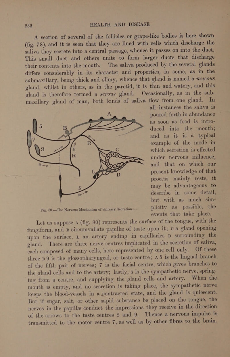A section of several of the follicles or grape-like bodies is here shown (fig. 78), and it is seen that they are lined with cells which discharge the saliva they secrete into a central passage, whence it passes on into the duct. This small duct and others unite to form larger ducts that discharge their contents into the mouth. The saliva produced by the several glands differs considerably in its character and properties, in some, as In the submaxillary, being thick and slimy, whence that gland is named a mucous gland, whilst in others, as in the parotid, it is thin and watery, and this gland is therefore termed a serous gland. Occasionally, as in the sub- maxillary gland of man, both kinds of saliva flow from one gland. In all instances the saliva is poured forth in abundance as soon as food is intro- duced into the mouth; and as it is a typical example of the mode in which secretion is effected under nervous influence, and that on which our present knowledge of that process mainly rests, 1b may be advantageous to describe in some detail, but with as much sim- Fig. 80.—The Nervous Mechanism of Salivary Secretion plicity as possible, the events that take place. Let us suppose A (fig. 80) represents the surface of the tongue, with the fungiform, and 8B circumvallate papillee of taste upon it; ca gland opening upon the surface, L an artery ending in capillaries D surrounding the gland. There are three nerve centres implicated in the secretion of saliva, each composed of many cells, here represented by one cell only. Of these three B9 is the glossopharyngeal, or taste centre; a5 is the lingual branch of the fifth pair of nerves; 7 is the facial centre, which gives branches to the gland cells and to the artery; lastly, s is the sympathetic nerve, spring- ing from a centre, and supplying the gland cells and artery. When the mouth is empty, and no secretion is taking place, the sympathetic nerve keeps the blood-vessels in a.contracted state, and the gland is quiescent. But if sugar, salt, or other sapid substance be placed on the tongue, the nerves in the papillae conduct the impressions they receive in the direction of the arrows to the taste centres 5 and 9. Thence a nervous impulse is transmitted to the motor centre 7, as well as by other fibres to the brain.