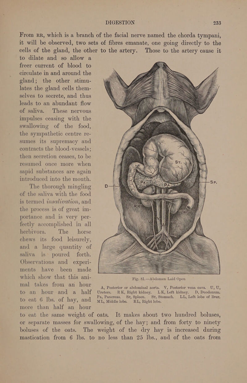 From RR, which is a branch of the facial nerve named the chorda tympani, it will be observed, two sets of fibres emanate, one going directly to the cells of the gland, the other to the artery. Those to the artery cause it to dilate and so allow a freer current of blood to circulate in and around the gland; the other stimu- lates the gland cells them- selves to secrete, and thus leads to an abundant flow of saliva. These nervous impulses ceasing with the swallowing of the food, the sympathetic centre re- sumes its supremacy and contracts the blood-vessels; then secretion ceases, to be resumed once more when sapid substances are again introduced into the mouth. The thorough mingling of the saliva with the food is termed insalivation, and the process is of great im- portance and is very per- fectly accomplished in all herbivora. The _ horse chews its food leisurely, and a large quantity of saliva is» poured forth. Observations and experi- ments have been made : = which show that this ani- Hig, 81, Abdomen ae = mal takes from an hour A, Posterior or abdominal aorta. V, Posterior vena cava. U, U, to an hour and a half Uveters. RK, Right kidney, LK, Left kidney. D, Duodenum. Daron 6. (ha. of hay, and eee age sa Sate LL, Left lobe of liver, more than half an hour to eat the same weight of oats. It makes about two hundred boluses, or separate masses for swallowing, of the hay; and from forty to ninety boluses of the oats. The weight of the dry hay is increased during mastication from 6 lbs. to no less than 25 lbs., and of the oats from