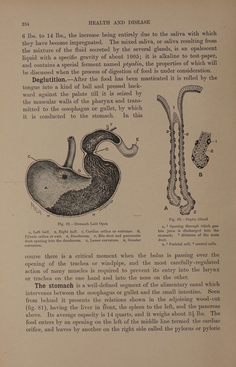 6 lbs. to 14 Ibs., the increase being entirely due to the saliva with which they have become impregnated. . The mixed saliva, or saliva resulting from the mixture of the fluid secreted by the several glands, is an opalescent liquid with a specific gravity of about 1005; it is alkaline to test-paper, and contains a special ferment named ptyalin, the properties of which will be discussed when the process of digestion of food is under consideration. — Deglutition.—After the food has been masticated it is rolled by the tongue into a kind of ball and pressed back- ward against the palate till it is seized by the muscular walls of the pharynx and trans- mitted to the cesophagus or gullet, by which it is conducted to the stomach. In this A, } Opening through which gas- A, Left half. 3B, Right half. c, Cardiac orifice or entrance. D, tric juice is discharged into the Pyloric orifice or exit. E, Duodenum. F, Bile duct and pancreatic stomach; 2 divisions of the main duct opening into the duodenum. 4G, Lesser curvature. H, Greater duct. curvature. B, } Parietal cell; ? central cells. course there is a critical moment when the bolus is passing over the opening of the trachea or windpipe, and the most carefully -regulated action of many muscles is required to prevent its entry into the larynx or trachea on the one hand and into the nose on the other. The stomach is a well-defined segment of the alimentary canal which intervenes between the cesophagus or gullet and the small intestine. Seen from behind it presents the relations shown in the adjoining wood-cut (fig. 81), having the liver in front, the spleen to the left, and the pancreas above. Its average capacity is 14 quarts, and it weighs about 34 Ibs. The food enters by an opening on the left of the middle line termed the cardiac orifice, and leaves by another on the right side called the pylorus or pyloric