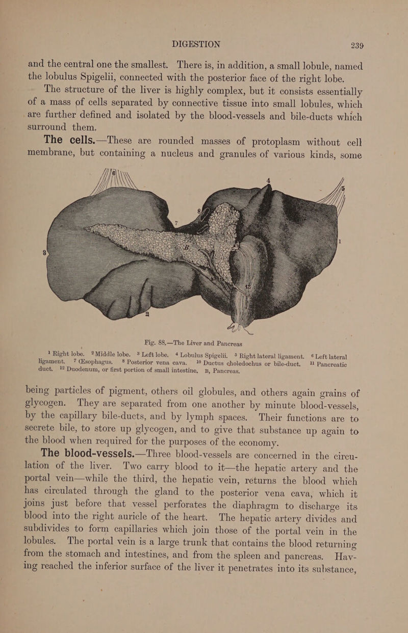 and the central one the smallest. There is, in addition, a small lobule, named the lobulus Spigelii, connected with the posterior face of the right lobe. The structure of the liver is highly complex, but it consists essentially of a mass of cells separated by connective tissue into small lobules, which are further defined and isolated by the blood-vessels and bile-ducts which surround them. The cells.—These are rounded masses of protoplasm without. cell membrane, but containing a nucleus and granules of various kinds, some being particles of pigment, others oil globules, and others again grains of glycogen. They are separated from one another by minute blood-vessels, by the capillary bile-ducts, and by lymph spaces. Their functions are to secrete bile, to store up glycogen, and to give that substance up again to the blood when required for the purposes of the economy. The blood-vessels.—Three blood-vessels are concerned in the circu- lation of the liver. Two carry blood to it—the hepatic artery and the portal vein—while the third, the hepatic vein, returns the blood which has circulated through the gland to the posterior vena cava, which it joins just before that vessel perforates the diaphragm to discharge its blood into the right auricle of the heart. The hepatic artery divides and subdivides to form capillaries which join those of the portal vein in the lobules. The portal vein is a large trunk that contains the blood returning from the stomach and intestines, and from the spleen and pancreas. Hav- ing reached the inferior surface of the liver it penetrates into its substance,