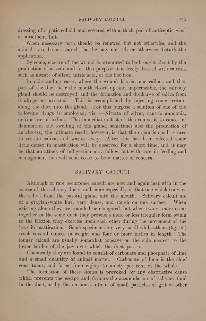 dressing of styptic-colloid and covered with a thick pad of antiseptic wool or absorbent lint. | When necessary both should be renewed but not otherwise, and the animal is to be so secured that he may not rub or otherwise disturb the application. By some, closure of the wound is attempted to be brought about by the production of a scab, and for this purpose it is freely dressed with caustic, such as nitrate of silver, nitric acid, or the hot iron. In old-standing cases, where the wound has become callous and that part of the duct near the mouth closed up and impermeable, the salivary gland should be destroyed, and the formation and discharge of saliva from it altogether arrested. This is accomplished by injecting some irritant along the duct into the gland. For this purpose a solution of one of the following drugs is employed, viz.:—Nitrate of silver, caustic ammonia, or tincture of iodine. The immediate effect of this course is to cause in- flammation and swelling of the gland, sometimes also the production of an abscess; the ultimate result, however, is that the organ is spoilt, ceases to secrete saliva, and wastes away. After this has been effected some little defect in mastication will be observed for a short time, and it may be that an attack of indigestion may follow, but with care in feeding and management this will soon cease to be a matter of concern. SALIVARY CALCULI Although of rare occurrence calculi are now and again met. with in the course of the salivary ducts, and more especially in that one which conveys the saliva from the parotid gland into the mouth. Salivary calculi are of a grayish-white hue, very dense, and rough on one surface. When existing alone they are rounded or elongated, but when two or more occur together in the same duct they present a more or less irregular form owing to the friction they exercise upon each other during the movement of the jaws in mastication. Some specimens are very small while others (fig. 95) reach several ounces in weight and four or more inches in length. The longer calculi are usually somewhat concave on the side nearest to the lower border of the jaw over which the duct passes. Chemically they are found to consist of carbonate and phosphate of lime and a small quantity of animal matter. Carbonate of lime is the chief constituent, and forms from eighty to ninety per cent of the whole. The formation of these stones is provoked by any obstructive cause which prevents the escape and favours the accumulation of salivary fluid in the duct, or by the entrance into it of small particles of grit or other