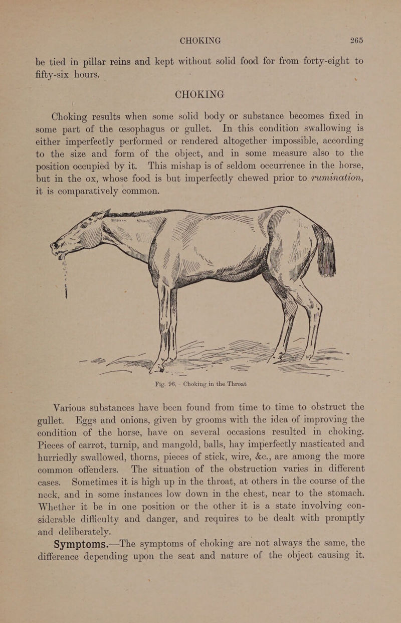 be tied in pillar reins and kept without solid food for from forty-eight to fifty-six hours. — % CHOKING { Choking results when some solid body or substance becomes fixed in some part of the cesophagus or gullet. In this condition swallowing is either imperfectly performed or rendered altogether impossible, according to the size and form of the object, and in some measure also to the position occupied by it. This mishap is of seldom occurrence in the horse, but in the ox, whose food is but imperfectly chewed prior to rumination, it is comparatively common. Fig. 96. - Choking in the Throat Various substances have been found from time to time to obstruct the gullet. Eggs and onions, given by grooms with the idea of improving the condition of the horse, have on several occasions resulted in choking. Pieces of carrot, turnip, and mangold, balls, hay imperfectly masticated and hurriedly swallowed, thorns, pieces of stick, wire, &amp;c., are among the more common offenders. The situation of the obstruction varies in different cases. Sometimes it is high up in the throat, at others in the course of the neck, and in some instances low down in the chest, near to the stomach. Whether it be in one position or the other it is a state involving con- siderable difficulty and danger, and requires to be dealt with promptly and deliberately. Symptoms.—The symptoms of choking are not always the same, the difference depending upon the seat and nature of the object causing it.