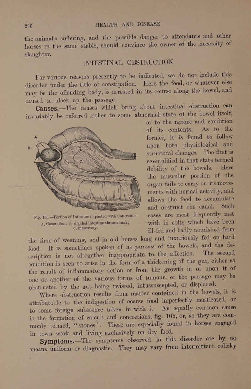 the animal’s suffering, and the possible danger to attendants and other horses in the same stable, should convince the owner of the necessity of slaughter. INTESTINAL OBSTRUCTION For various reasons presently to be indicated, we do not include this disorder under the title of constipation. Here the food, or whatever else may be the offending body, is arrested in its course along the bowel, and caused to block up the passage. Causes.—The causes which bring about intestinal obstruction can invariably be referred either to some abnormal state of the bowel itself, or to the nature and condition of its contents. As to the former, it is found to follow upon both physiological and structural changes. The first is exemplified in that state termed debility of the bowels. Here the muscular portion of the organ fails to carry on its move- | ments with normal activity, and Awl ') allows the food to accumulate ci ” and obstruct the canal. Such ‘ Fig. 105.—Portion of Intestine impacted with Concretion cases are most frequently met A, Concretion; B, divided intestine thrown back ; with in colts which have been co, mesentery. ill-fed and badly nourished from the time of weaning, and in old horses long and luxuriously fed on hard food. It is sometimes spoken of as paresis of the bowels, and the de- scription is not altogether inappropriate to the affection. The second condition is seen to arise in the form of a thickening of the gut, either as the result of inflammatory action or from the growth in or upon it of one or another of the various forms of tumour, or the passage may be obstructed by the gut being twisted, intussuscepted, or displaced. Where obstruction results from matter contained in the bowels, it is - attributable to the indigestion of coarse food imperfectly masticated, or to some foreign substance taken in with it. An equally common cause is the formation of calculi and concretions, fig. 105, or, as they are com- monly termed, “stones”. These are especially found in horses engaged in town work and living exclusively on dry food. | Symptoms.—The symptoms observed in this disorder are by no means uniform or diagnostic. They may vary from intermittent colicky