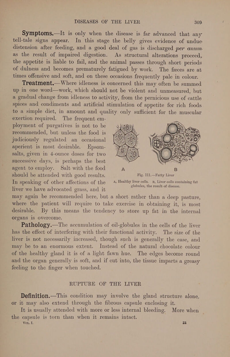 Symptoms.—It is only when the disease is far advanced that any tell-tale signs appear. In this stage the belly gives evidence of undue distension after feeding, and a good deal of gas is discharged per anum as the result of impaired digestion. As structural alterations proceed, the appetite is liable to fail, and the animal passes through short periods of dulness and becomes prematurely fatigued by work. The feces are at times offensive and soft, and on these occasions frequently pale in colour. Treatment.— Where idleness is concerned this may often be summed up in one word—work, which should not be violent and unmeasured, but a gradual change from idleness to activity, from the pernicious use of cattle spices and condiments and artificial stimulation of appetite for rich foods to a simple diet, in amount and quality only sufficient for the muscular exertion required. The frequent em- ployment of purgatives is not to be recommended, but unless the food is judiciously regulated an occasional aperient is most desirable. Epsom- salts, given in 4-ounce doses for two successive days, is perhaps the best agent to employ. Salt with the food A B should be attended with good results. Fig. 111.—Fatty Liver In speaking of other affections of the A, ji eS haere et liver we have advocated grass, and it may again be recommended here, but a short rather than a deep pasture, where the patient will require to take exercise in obtaining it, is most desirable. By this means the tendency to store up fat in the internal organs 18 overcome. Pathology.—The accumulation of oil-globules in the cells of the liver has the effect of interfering with their functional activity. The size of the liver is not necessarily increased, though such is generally the case, and may be to an enormous extent. Instead of the natural chocolate colour of the healthy gland it is of a light fawn hue. The edges become round and the organ generally is soft, and if cut into, the tissue imparts a greasy feeling to the finger when touched. RUPTURE OF THE LIVER Definition.—This condition may involve the gland structure alone, or it may also extend through the fibrous capsule enclosing it. It is usually attended with more or less internal bleeding. More when the capsule is torn than when it remains intact. Vou. I. 21