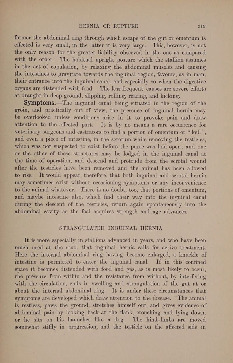 former the abdominal ring through which escape of the gut or omentum is effected is very small, in the latter it is very large. This, however, is not the only reason for the greater liability observed in the one as compared with the other. The habitual upright posture which the stallion assumes in the act of copulation, by relaxing the abdominal muscles and causing the intestines to gravitate towards the inguinal region, favours, as in man, their entrance into the inguinal canal, and especially so when the digestive organs are distended with food. The less frequent causes are severe efforts at draught in deep ground, slipping, rolling, rearing, and kicking. Symptoms.—The inguinal canal being situated in the region of the groin, and practically out of view, the presence of inguinal hernia may be overlooked unless conditions arise in it to provoke pain and draw attention to the affected part. It is by no means a rare occurrence for veterinary surgeons and castrators to find a portion of omentum or “kell”, and even a piece of intestine, in the scrotum while removing the testicles, which was not suspected to exist before the purse was laid open; and one or the other of these structures may be lodged in the inguinal canal at the time of operation, and descend and protrude from the scrotal wound after the testicles have been removed and the animal has been allowed to rise. It would appear, therefore, that both inguinal and scrotal hernia may sometimes exist without occasioning symptoms or any inconvenience to the animal whatever. There is no doubt, too, that portions of omentum, and maybe intestine also, which find their way into the inguinal canal during the descent of the testicles, return again spontaneously into the abdominal cavity as the foal acquires strength and age advances. STRANGULATED INGUINAL HERNIA It is more especially in stallions advanced in years, and who have been much used at the stud, that inguinal hernia calls for active treatment. Here the internal abdominal ring having become enlarged, a knuckle of intestine is permitted to enter the inguinal canal. If in this confined space it becomes distended with food and gas, as is most likely to occur, the pressure from within and the resistance from without, by interfering with the circulation, ends in swelling and strangulation of the gut at or about the internal abdominal ring. It is under these circumstances that symptoms are developed which draw attention to the disease. The animal is restless, paws the ground, stretches himself out, and gives evidence of abdominal pain by looking back at the flank, crouching and lying down, or he sits on his haunches like a dog. The hind-limbs are moved somewhat stiffly in progression, and the testicle on the affected side in