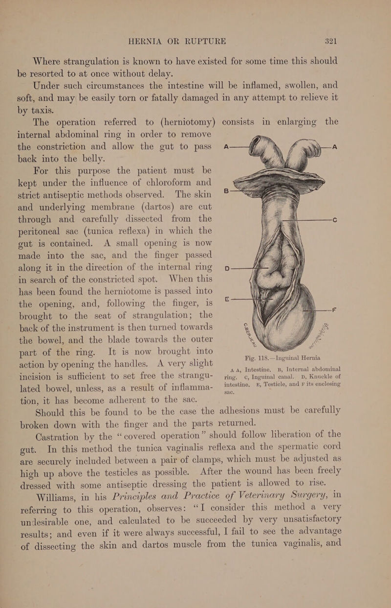 Where strangulation is known to have existed for some time this should be resorted to at once without delay. Under such circumstances the intestine will be inflamed, swollen, and soft, and may) be easily torn or fatally damaged in any attempt to relieve it by taxis. The operation referred to (herniotomy) consists in enlarging the internal abdominal ring in order to remove the constriction and allow the gut to pass back into the belly. For this purpose the patient must be kept under the influence of chloroform and strict antiseptic methods observed. The skin and underlying membrane (dartos) are cut through and carefully dissected from the peritoneal sac (tunica reflexa) in which the gut is contained. A small opening is now made into the sac, and the finger passed along it in the direction of the internal ring in search of the constricted spot. When this has been found the herniotome is passed into the opening, and, following the finger, 1s brought to the seat of strangulation; the back of the instrument is then turned towards the bowel, and the blade towards the outer part of the ring. It is now brought into action by opening the handles. A very slight incision is sufticient to set free the strangu- uae ee ec ee lated bowel, unless, as a result of inflamma- eee, i, ‘Testicle, oud B itsebelo=2e tion, it has become adherent to the sae. ay Should this be found to be the case the adhesions must be carefully broken down with the finger and the parts returned. Castration by the “covered operation” should follow liberation of the gut. In this method the tunica vaginalis reflexa and the spermatic cord are securely included between a pair of clamps, which must be adjusted as high up above the testicles as possible. After the wound has been freely dressed with some antiseptic dressing the patient is allowed to nse. Williams, in his Principles and Practice of Veterinary Surgery, in referring to this operation, observes: “I consider this method a very undesirable one, and calculated to be succeeded by very unsatisfactory results; and even if it were always successful, [ fail to see the advantage of dissecting the skin and dartos muscle from the tunica vaginalis, and