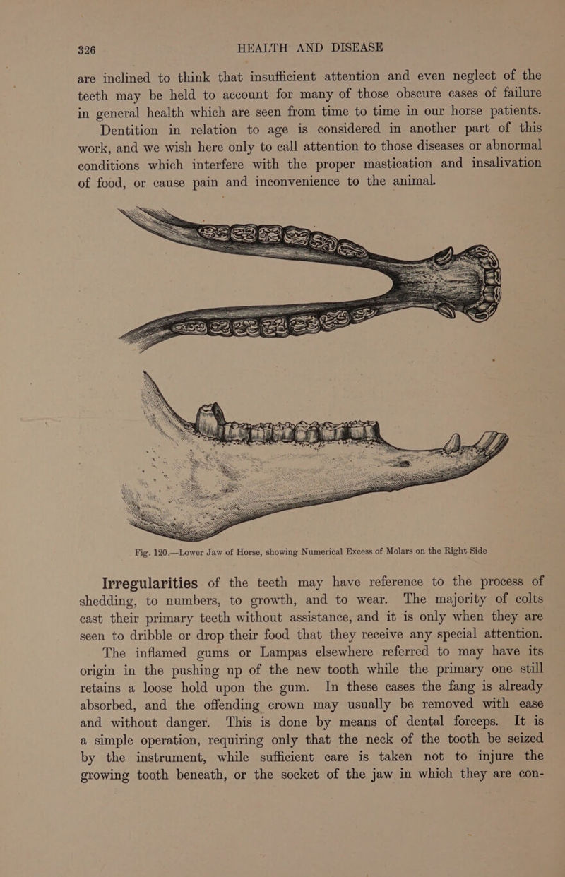 are inclined to think that insufficient attention and even neglect of the teeth may be held to account for many of those obscure cases of failure in general health which are seen from time to time in our horse patients. Dentition in relation to age is considered in another part of this work, and we wish here only to call attention to those diseases or abnormal conditions which interfere with the proper mastication and insalivation of food, or cause pain and inconvenience to the animal. Irregularities of the teeth may have reference to the process of shedding, to numbers, to growth, and to wear. The majority of colts cast their primary teeth without assistance, and it is only when they are seen to dribble or drop their food that they receive any special attention. The inflamed gums or Lampas elsewhere referred to may have its origin in the pushing up of the new tooth while the primary one still retains a loose hold upon the gum. In these cases the fang is already absorbed, and the offending crown may usually be removed with ease and without danger. This is done by means of dental forceps. It is a simple operation, requiring only that the neck of the tooth be seized by the instrument, while sufficient care is taken not to injure the growing tooth beneath, or the socket of the jaw in which they are con-