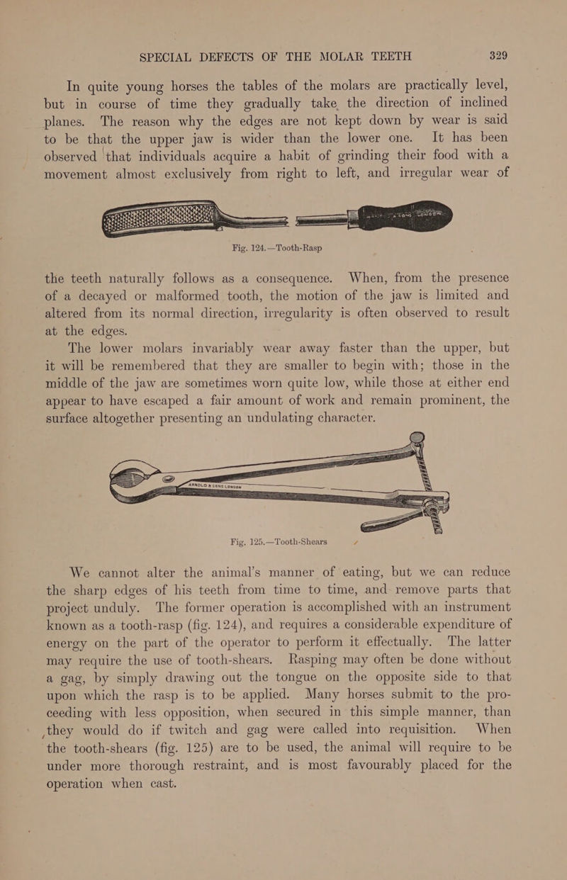 In quite young horses the tables of the molars are practically level, but in course of time they gradually take the direction of inclined planes. The reason why the edges are not kept down by wear is said to be that the upper jaw is wider than the lower one. It has been observed that individuals acquire a habit of grinding their food with a movement almost exclusively from right to left, and irregular wear of Fig. 124.—Tooth-Rasp the teeth naturally follows as a consequence. When, from the presence of a decayed or malformed tooth, the motion of the jaw is limited and altered from its normal direction, irregularity is often observed to result at the edges. The lower molars invariably wear away faster than the upper, but it will be remembered that they are smaller to begin with; those in the middle of the jaw are sometimes worn quite low, while those at either end appear to have escaped a fair amount of work and remain prominent, the surface altogether presenting an undulating character. We cannot alter the animal’s manner of eating, but we can reduce the sharp edges of his teeth from time to time, and remove parts that project unduly. The former operation is accomplished with an instrument known as a tooth-rasp (fig. 124), and requires a considerable expenditure of energy on the part of the operator to perform it effectually. The latter may require the use of tooth-shears. Rasping may often be done without a gag, by simply drawing out the tongue on the opposite side to that upon which the rasp is to be applied. Many horses submit to the pro- ceeding with less opposition, when secured in this simple manner, than they would do if twitch and gag were called into requisition. When the tooth-shears (fig. 125) are to be used, the animal will require to be under more thorough restraint, and is most favourably placed for the operation when cast.