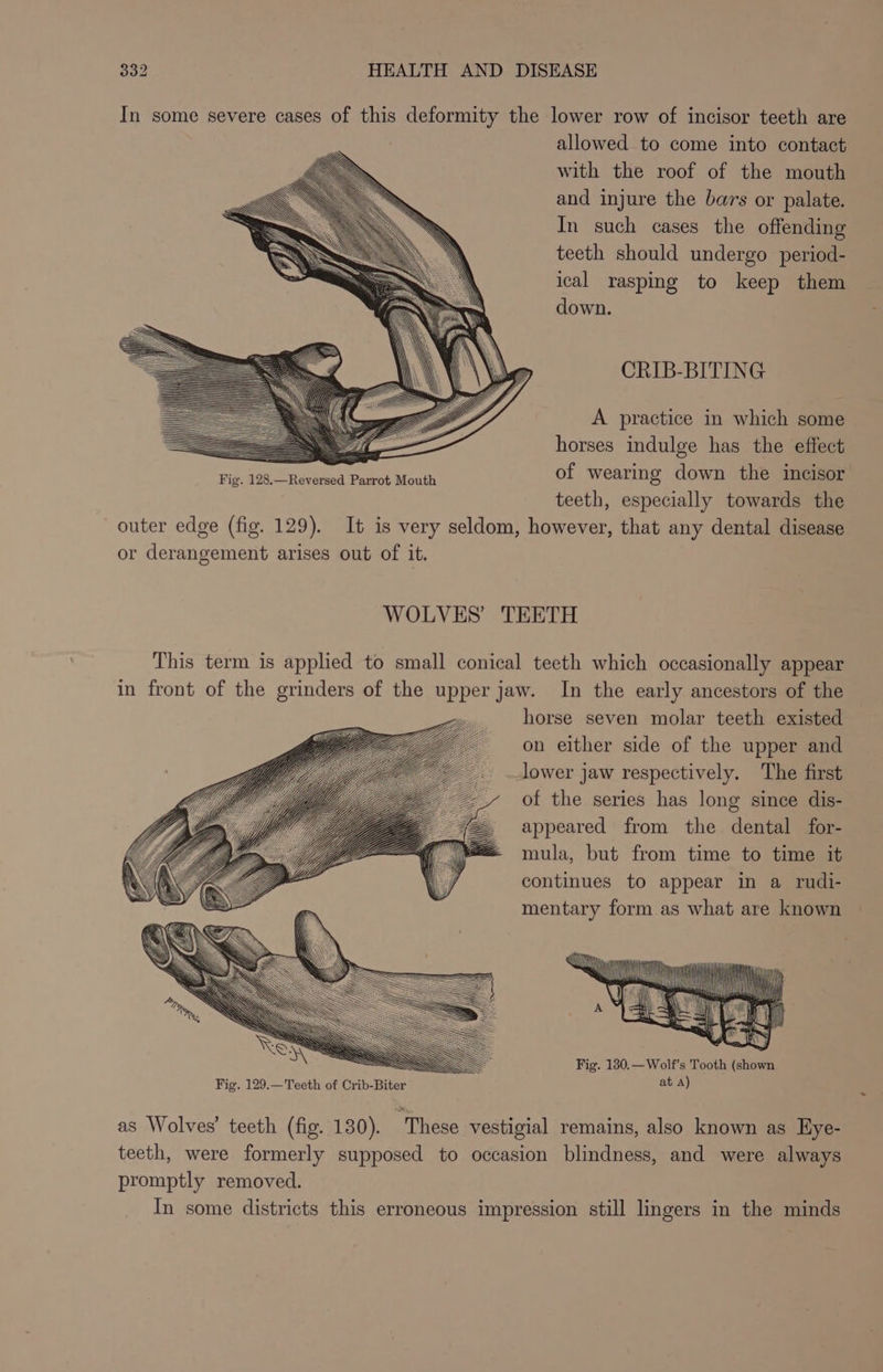 allowed to come into contact with the roof of the mouth and injure the bars or palate. In such cases the offending teeth should undergo period- ical rasping to keep them down. CRIB-BITING A practice in which some horses indulge has the effect of wearing down the incisor teeth, especially towards the In the early ancestors of the os ti i ~ Fig. 130.—Wolf’s Tooth (chow at A) promptly removed.