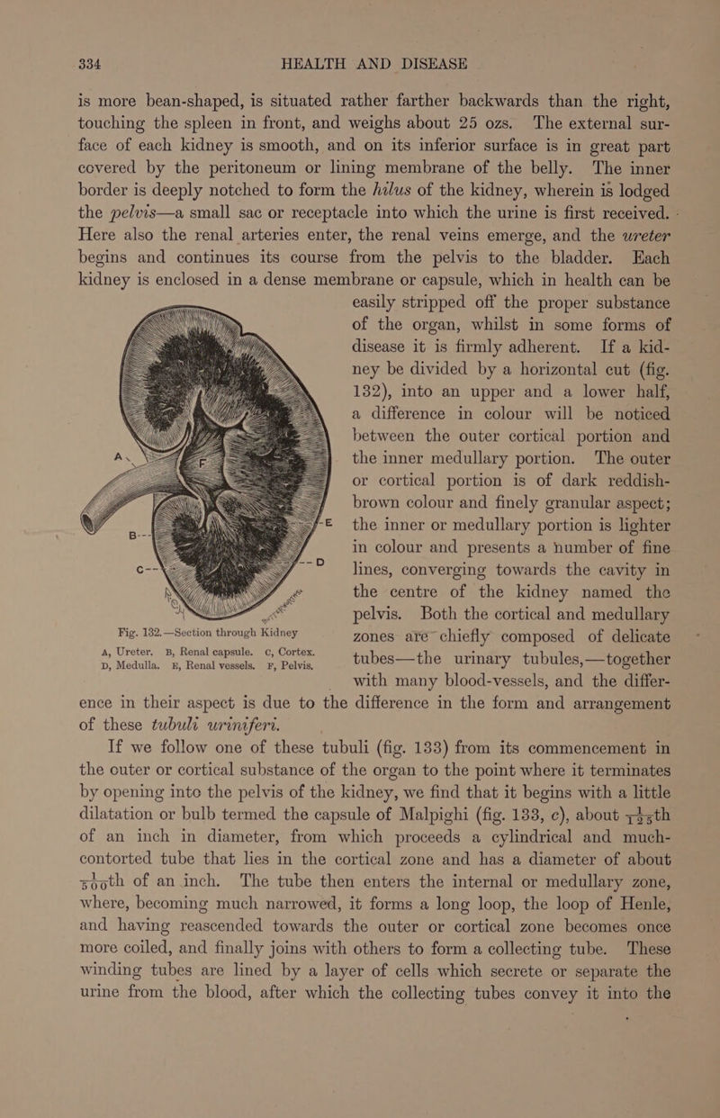 is more bean-shaped, is situated rather farther backwards than the right, touching the spleen in front, and weighs about 25 ozs. The external sur- face of each kidney is smooth, and on its inferior surface is in great part covered by the peritoneum or lining membrane of the belly. The inner border is deeply notched to form the halus of the kidney, wherein is lodged the pelvis—a small sac or receptacle into which the urine is first received. - Here also the renal arteries enter, the renal veins emerge, and the ureter begins and continues its course from the pelvis to the bladder. Each kidney is enclosed in a dense membrane or capsule, which in health can be easily stripped off the proper substance of the organ, whilst in some forms of disease it is firmly adherent. If a kid- ney be divided by a horizontal cut (fig. 132), into an upper and a lower half, a difference in colour will be noticed between the outer cortical portion and the inner medullary portion. The outer or cortical portion is of dark reddish- brown colour and finely granular aspect; the inner or medullary portion is lighter in colour and presents a number of fine lines, converging towards the cavity in the centre of the kidney named the pelvis. Both the cortical and medullary Fig. 182.—Section through Kidney zones are chiefly composed of delicate 1 Ure m Rel apne, @ Coes tubes—the urinary tubules,—together with many blood-vessels, and the differ- ence in their aspect is due to the difference in the form and arrangement of these tubuli wriniferr. If we follow one of these tubuli (fig. 133) from its commencement in the outer or cortical substance of the organ to the point where it terminates by opening inte the pelvis of the kidney, we find that it begins with a a dilatation or bulb termed the capsule of Malpighi (fig. 133, ¢), about ~45th of an inch in diameter, from which proceeds a cylindrical and much- contorted tube that lies in the cortical zone and has a diameter of about sooth of an inch. The tube then enters the internal or medullary zone, where, becoming much narrowed, it forms a long loop, the loop of Henle, and having reascended towards the outer or cortical zone becomes once more coiled, and finally joins with others to form a collecting tube. These winding tubes are lined by a layer of cells which secrete or separate the urine from the blood, after which the collecting tubes convey it into the