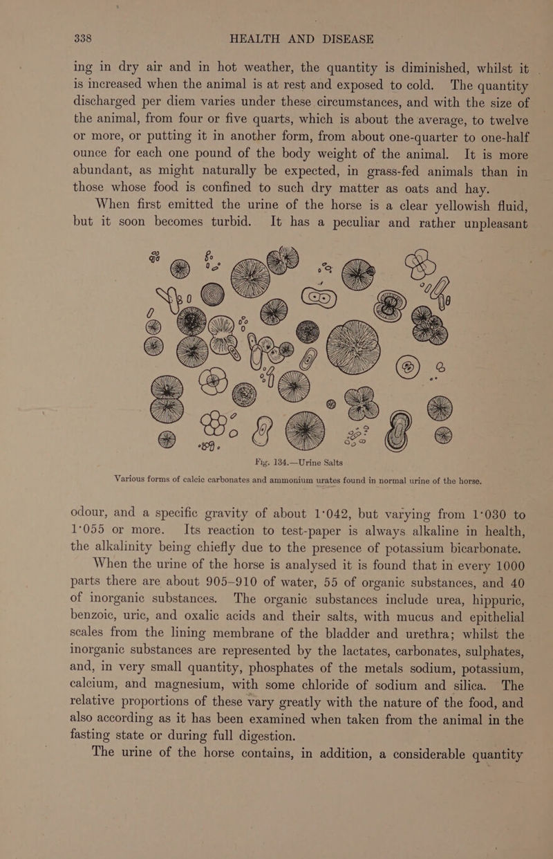 ing in dry air and in hot weather, the quantity is diminished, whilst it | is increased when the animal is at rest and exposed to cold. The quantity discharged per diem varies under these circumstances, and with the size of the animal, from four or five quarts, which is about the average, to twelve or more, or putting it in another form, from about one-quarter to one-half ounce for each one pound of the body weight of the animal. It is more abundant, as might naturally be expected, in grass-fed animals than in those whose food is confined to such dry matter as oats and hay. When first emitted the urine of the horse is a clear yellowish fluid, but it soon becomes turbid. It has a peculiar and rather unpleasant Various forms of calcic carbonates and ammonium urates found in normal urine of the horse. odour, and a specific gravity of about 1:042, but varying from 1:030 to 1°055 or more. Its reaction to test-paper is always alkaline in health, the alkalinity being chiefly due to the presence of potassium bicarbonate. When the urine of the horse is analysed it is found that in every 1000 parts there are about 905-910 of water, 55 of organic substances, and 40 of inorganic substances. The organic substances include urea, hippuric, benzoic, uric, and oxalic acids and their salts, with mucus and epithelial scales from the lining membrane of the bladder and urethra; whilst the. inorganic substances are represented by the lactates, carbonates, sulphates, and, in very small quantity, phosphates of the metals sodium, potassium, calcium, and magnesium, with some chloride of sodium and silica. The relative proportions of these vary greatly with the nature of the food, and also according as it has been examined when taken from the animal in the fasting state or during full digestion. The urine of the horse contains, in addition, a considerable quantity