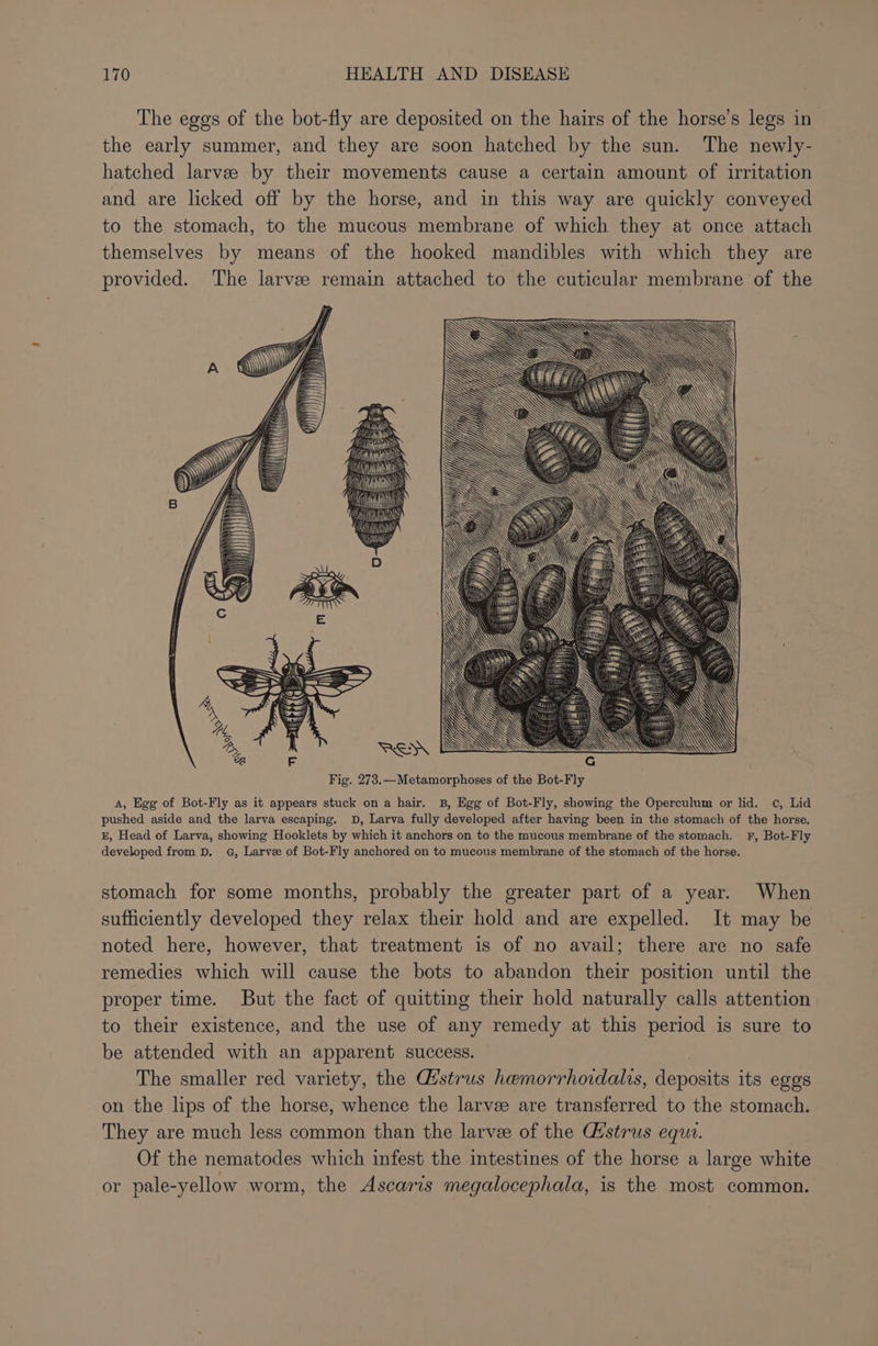 The eggs of the bot-fly are deposited on the hairs of the horse’s legs in. the early summer, and they are soon hatched by the sun. The newly- hatched larvee by their movements cause a certain amount of irritation and are licked off by the horse, and in this way are quickly conveyed to the stomach, to the mucous membrane of which they at once attach themselves by means of the hooked mandibles with which they are provided. The larvee remain attached to the cuticular membrane of the Fig. 273.—Metamorphoses of the Bot-Fly A, Egg of Bot-Fly as it appears stuck on a hair. 8B, Egg of Bot-Fly, showing the Operculum or lid. oc, Lid pushed aside and the larva escaping. D, Larva fully developed after having been in the stomach of the horse. E, Head of Larva, showing Hooklets by which it anchors on to the mucous membrane of the stomach. F, Bot-Fly developed from D. «G, Larve of Bot-Fly anchored on to mucous membrane of the stomach of the horse. stomach for some months, probably the greater part of a year. When sufficiently developed they relax their hold and are expelled. It may be noted here, however, that treatment is of no avail; there are no safe remedies which will cause the bots to abandon their position until the proper time. But the fact of quitting their hold naturally calls attention to their existence, and the use of any remedy at this period is sure to be attended with an apparent success. | The smaller red variety, the Qstrus hemorrhoidalis, deposits its eggs on the lips of the horse, whence the larvee are transferred to the stomach. They are much less common than the larvee of the Hstrus equa. Of the nematodes which infest the intestines of the horse a large white or pale-yellow worm, the Ascaris megalocephala, is the most common.