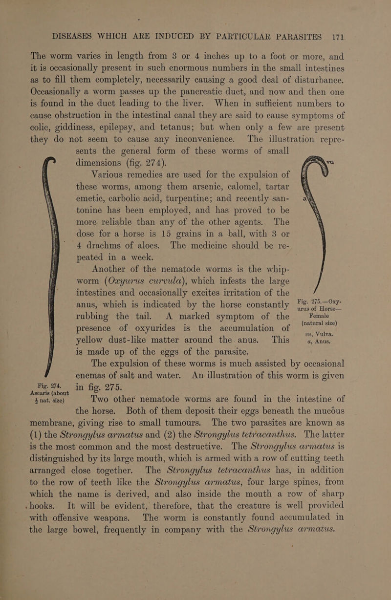 The worm varies in length from 3 or 4 inches up to a foot or more, and it is occasionally present in such enormous numbers in the small intestines as to fill them completely, necessarily causing a good deal of disturbance. Occasionally a worm passes up the pancreatic duct, and now and then one is found in the duct leading to the liver. When in sufficient numbers to cause obstruction in the intestinal canal they are said to cause symptoms of colic, giddiness, epilepsy, and tetanus; but when only a few are present they do not seem to cause any inconvenience. ‘The illustration repre- sents the general form of these worms of small dimensions (fig. 274). Various remedies are used for the expulsion of these worms, among them arsenic, calomel, tartar emetic, carbolic acid, turpentine; and recently san- tonine has been employed, and has proved to be more reliable than any of the other agents. The dose for a horse is 15 grains in a ball, with 3 or 4 drachms of aloes. The medicine should be re- peated in a week. Another of the nematode worms is the whip- worm (Oxyurus curvula), which infests the large intestines and occasionally excites irritation of the anus, which is indicated by the horse constantly Ms. 70s” rubbing the tail. A marked symptom of the Female presence of oxyurides is the accumulation of ial aaa 4 f vu, Vulva. yellow dust-like matter around the anus. This a, Anus. is made up of the eggs of the parasite. The expulsion of these worms is much assisted by occasional enemas of salt and water. An illustration of this worm is given Aen ee pene 1 Big. 275. scaris (about 3 A Z 4 nat. size) Two other nematode worms are found in the intestine of the horse. Both of them deposit their eggs beneath the mucous membrane, giving rise to small tumours. The two parasites are known as (1) the Sérongylus armatus and (2) the Strongylus tetracanthus. The latter is the most common and the most destructive. The Strongylus armatus is distanguished by its large mouth, which is armed with a row of cutting teeth arranged close together. The Strongylus tetracanthus has, in addition to the row of teeth like the Strongylus armatus, four large spines, from which the name is derived, and also inside the mouth a row of sharp -hooks. It will be evident, therefore, that the creature is well provided with offensive weapons. The worm is constantly found accumulated in the large bowel, frequently in company with the Strongylus armaius.