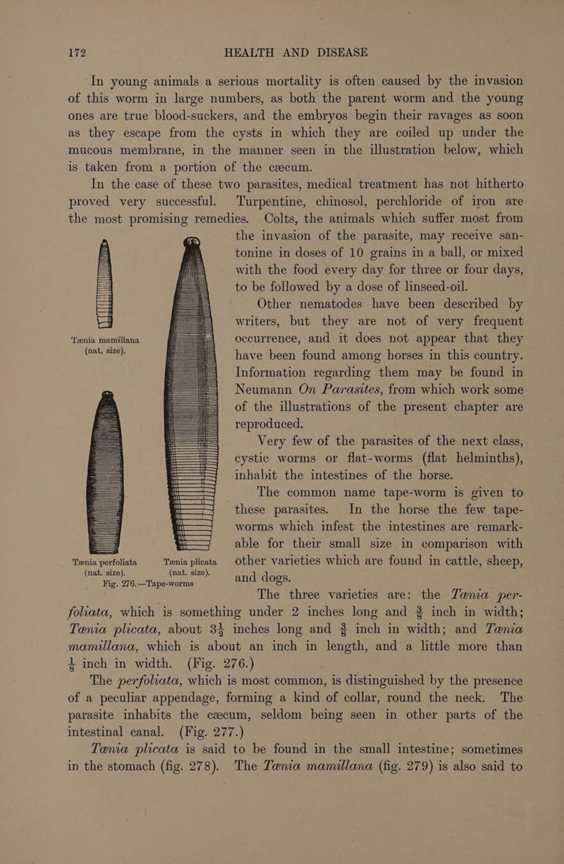 In young animals a serious mortality is often caused by the invasion of this worm in large numbers, as both the parent worm and the young ones are true blood-suckers, and the embryos begin their ravages as soon as they escape from the cysts in which they are coiled up under the mucous membrane, in the manner seen in the illustration below, which is taken from a portion of the czecum. In the case of these two parasites, medical treatment has not hitherto proved very successful. Turpentine, chinosol, perchloride of iron are the most promising remedies. Colts, the animals which suffer most from the invasion of the parasite, may receive san- tonine in doses of 10 grains in a ball, or mixed with the food every day for three or four days, to be followed by a dose of linseed-oil. Other nematodes have been described by writers, but they are not of very frequent occurrence, and it does not appear that they have been found among horses in this country. Information regarding them may be found in Neumann On Parasites, from which work some of the illustrations of the present chapter are reproduced. Very few of the parasites of the next class, cystic worms or flat-worms (flat helminths), inhabit the intestines of the horse. The common name tape-worm is given to these parasites. In the horse the few tape- worms which infest the intestines are remark- able for their small size in comparison with Tenia mamillana (nat. size). Teenia perfoliata Tenia plicata Other varieties which are found in cattle, sheep, (nat. size). (nat. size). Fig. 276.—Tape-worms and dogs. The three varieties are: the Tema per- foliata, which is something under 2 inches long and 3 inch in width; Tenia plicata, about 33 inches long and 2 inch in width; and Tania mamillana, which is about an inch in length, and a little more than 4 inch in width. (Fig. 276.) The perfoliata, which is most common, is distinguished by the presence of a peculiar appendage, forming a kind of collar, round the neck. The parasite inhabits the ceecum, seldom being seen in other parts of the intestinal canal. (Fig. 277.) Tenia plicata is said to be found in the small intestine; sometimes in the stomach (fig. 278). The Tenia mamillana (fig. 279) is also said to
