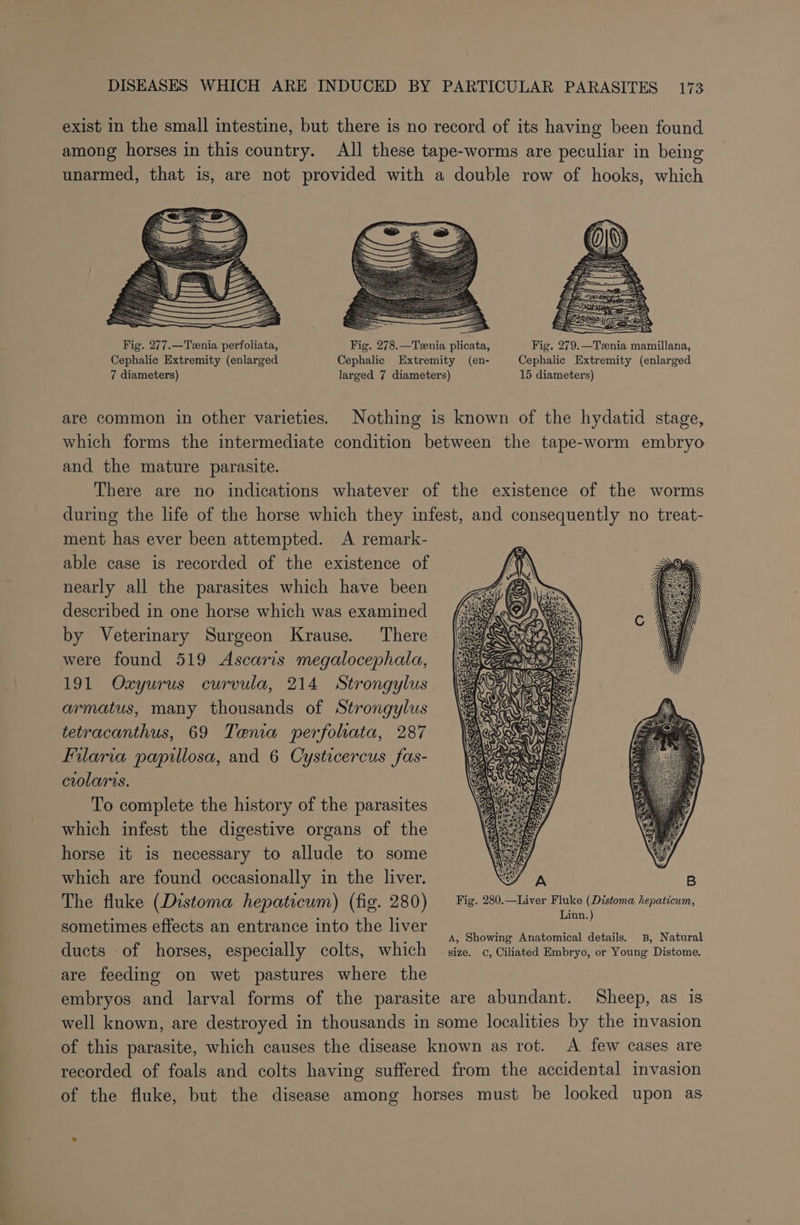 exist in the small intestine, but there is no record of its having been found among horses in this country. All these tape-worms are peculiar in being unarmed, that is, are not provided with a double row of hooks, which Fig. 277.—Tzenia perfoliata, Fig. 278.—Teenia plicata, Fig. 279.—Teenia mamillana, Cephalic Extremity (enlarged Cephalic Extremity (en- Cephalic Extremity (enlarged 7 diameters) larged 7 diameters) 15 diameters) are common in other varieties. Nothing is known of the hydatid stage, which forms the intermediate condition between the tape-worm embryo and the mature parasite. There are no indications whatever of the existence of the worms during the life of the horse which they infest, and consequently no treat- ment has ever been attempted. A remark- able case is recorded of the existence of nearly all the parasites which have been described in one horse which was examined by Veterinary Surgeon Krause. There were found 519 Ascaris megalocephala, 191 Oxyurus curvula, 214 Strongylus armatus, many thousands of Strongylus tetracanthus, 69 Tenia perfoliata, 287 Filaria papillosa, and 6 Cysticercus fas- ciolarts. To complete the history of the parasites which infest the digestive organs of the horse it is necessary to allude to some which are found occasionally in the liver. The fluke (Distoma hepaticum) (fig. 280) — Fig. 280.—Liver pee enue hepaticum, sometimes effects an entrance into the liver ee ots Natnret ducts of horses, especially colts, which size. , Ciliated Embryo, or Young Distome. are feeding on wet pastures where the embryos and larval forms of the parasite are abundant. Sheep, as is well known, are destroyed in thousands in some localities by the invasion of this parasite, which causes the disease known as rot. A few cases are recorded of foals and colts having suffered from the accidental invasion of the fluke, but the disease among horses must be looked upon as