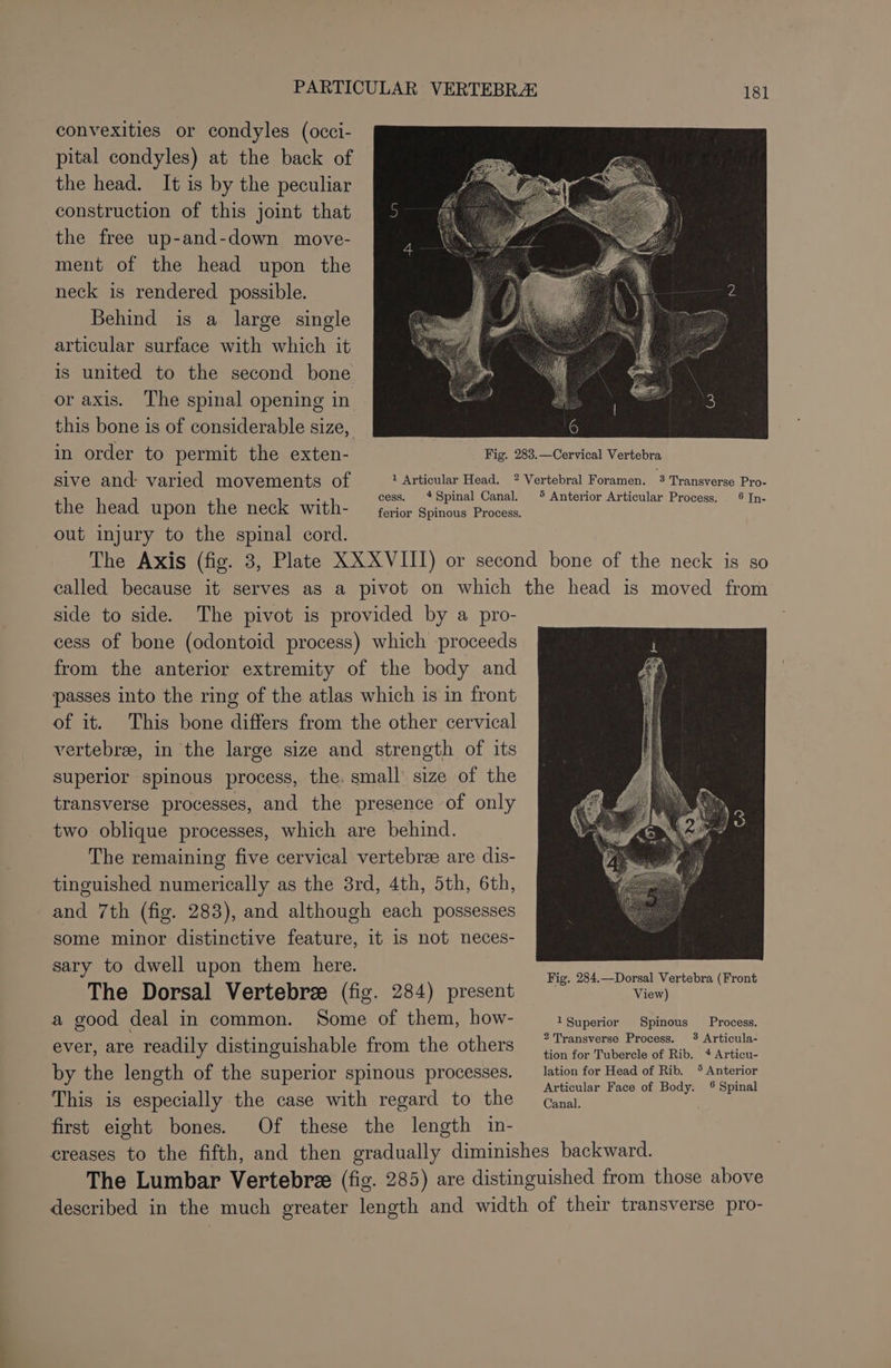 convexities or condyles (occi- pital condyles) at the back of the head. It is by the peculiar construction of this joint that the free up-and-down move- ment of the head upon the neck is rendered possible. Behind is a large single articular surface with which it is united to the second bone or axis. The spinal opening in this bone is of considerable size, in order to permit the exten- Fig. 283.—Cervical Vertebra sive and varied movements of ' Articular Head. * Vertebral Foramen. ® Transverse Pro- the head upon the neck with- Ae Oh aie pap ae SE Ea out injury to the spinal cord. The Axis (fig. 3, Plate XX XVIII) or second bone of the neck is so called because it serves as a pivot on which the head is moved from side to side. The pivot is provided by a pro- cess of bone (odontoid process) which proceeds from the anterior extremity of the body and passes into the ring of the atlas which is in front of it. This bone differs from the other cervical vertebree, in the large size and strength of its superior spinous process, the. small size of the transverse processes, and the presence of only two oblique processes, which are behind. The remaining five cervical vertebrz are dis- tinguished numerically as the 3rd, 4th, 5th, 6th, and 7th (fig. 283), and although each possesses some minor distinctive feature, it is not neces- a to dwell ee them here. Fig. 284.—Dorsal Vertebra (Front The Dorsal Vertebree (fig. 284) present View) a good deal in common. Some of them, how- 1 Superior Spinous Process. ever, are readily distinguishable from the others ee ee miata by the length of the superior spinous processes. lation for ec ae ie This is especially the case with regard to the Cana. first eight bones. Of these the length in- creases to the fifth, and then gradually diminishes backward. The Lumbar Vertebree (fig. 285) are distinguished from those above described in the much greater length and width of their transverse pro-