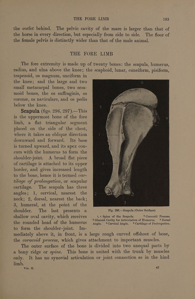 the outlet behind. The pelvic cavity of the mare is larger than that of the horse in every direction, but especially from side to side. The floor of the female pelvis is distinctly wider than that of the male animal. THE FORE LIMB The fore extremity is made up of twenty bones: the scapula, humerus, radius, and ulna above the knee; the scaphoid, lunar, cuneiform, pisiform, trapezoid, os magnum, unciform in the knee; and the large and two small metacarpal bones, two sesa- moid bones, the os suffraginis, os corone, os naviculare, and os pedis below the knee. Scapula (figs. 296, 297).—This is the uppermost bone of the fore limb, a flat triangular segment placed on the side of the chest, where it takes an oblique direction downward and forward. Its base is turned upward, and its apex con- curs with the humerus to form the shoulder-joint. A broad flat piece of cartilage is attached to its upper border, and gives increased length to the bone, hence it is termed car- tulage of prolongation, or scapular cartilage. The scapula has three angles; 1, cervical, nearest the neck; 2, dorsal, nearest the back; 3, humeral, at the point of the shoulder. The last presents a Fig. 296.—Scapula (Outer Surface) shallow oval cavity, which receives 1,1 Spine of the Scapula. 2 Coracoid Process. 3 Glenoid Cavity for Articulation of Humerus. 4 Dorsal the rounded head of the humerus Angle. Cervical Angle. © Cartilage of Prolongation. to form the shoulder-joint. Im- mediately above it, in front, is a large rough curved offshoot of bone, the coracoid process, which gives attachment to important muscles. The outer surface of the bone is divided into two unequal parts by a bony ridge or spine. This bone is united with the trunk by muscles only. It has no synovial articulation or joint connection as in the hind limb. Vou. II. 47