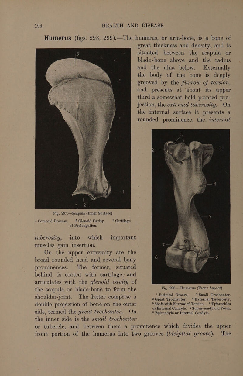 Humerus (figs. 298, 299).—The humerus, or arm-bone, is a bone of great thickness and density, and is situated between the scapula or blade-bone above and the radius and the ulna below. Externally the body of the bone is deeply grooved by the furrow of torsion, and presents at ‘about its upper third a somewhat bold pointed pro- jection, the external tuberosity. On the internal surface it presents a rounded prominence, the ternal Fig. 297.—Scapula (Inner Surface) 1 Coracoid Process. 2 Glenoid Cavity. 3 Cartilage of Prolongation. tuberosity, into which important muscles gain insertion. On the upper extremity are the broad rounded head and several bony prominences. The former, situated behind, is coated with cartilage, and articulates with the glenoid cawity of the scapula or blade-bone to form the Bye 08 Hamers (Front aapee ae 9 1 Bicipital Groove. 2 Small Trochanter. shoulder Joint. The latter PARA US 3 Great Trochanter. 4 External Tuberosity. double projection of bone on the outer 5 Shaft with Furrow of Torsion. 6 Epitrochlea : or External Condyle. ’ Supra-condyloid Fossa. side, termed the great trochanter. On pleund fie or Raternhl Condyie! the inner side is the small trochanter or tubercle, and between them a prominence which divides the upper front portion of the humerus into two grooves (bicipital groove). The oO
