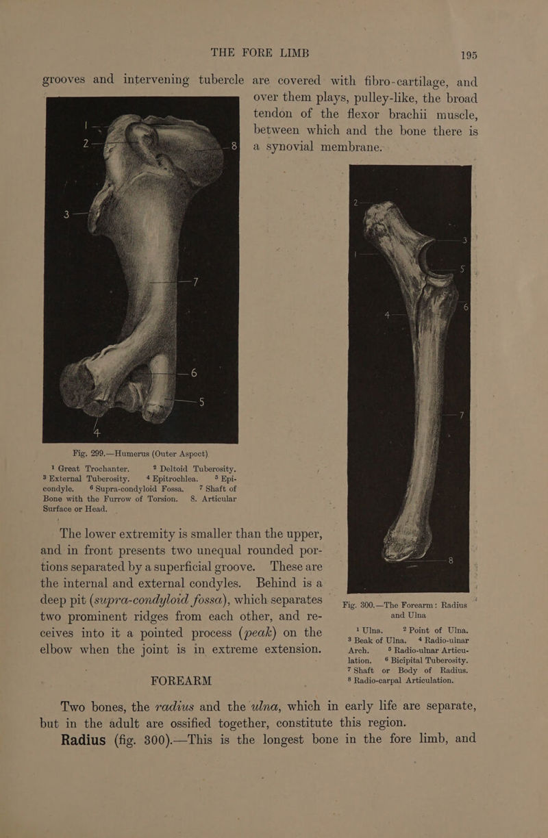 1 Great Trochanter. 2 Deltoid Tuberosity. 3 External Tuberosity. 4 Kpitrochlea. 5 Epi- condyle. §Supra-condyloid Fossa. 7 Shaft of Bone with the Furrow of Torsion. 8. Articular Surface or Head. The lower extremity is smaller than the upper, and in front presents two unequal rounded por- tions separated by a superficial groove. These are two prominent ridges from each other, and re- ceives into it a pointed process (peak) on the elbow when the joint is in extreme extension. FOREARM Fig. 300.—The Forearm: Radius and Ulna 1 Ulna. 2 Point of Ulna. 3 Beak of Ulna, 4 Radio-ulnar Arch. 5 Radio-ulnar Articu- lation. &amp; Bicipital Tuberosity. 7Shaft or Body of Radius. 8 Radio-carpal Articulation.