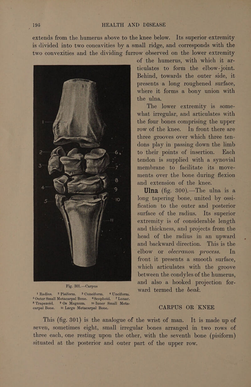 1 Radius. 2? Pisiform. % Cuneiform. 4 Unciform. ° Outer Small Metacarpal Bone. ®Secaphoid. 7 Lunar. 8 Trapezoid. 9%Os Magnum. 10 Inner Small Meta- carpal Bone. 1 Large Metacarpal Bone. of the humerus, with which it ar- ticulates to form the elbow-joint. Behind, towards the outer side, it presents a long roughened surface, where it forms a bony union with the ulna. The lower extremity is some- what irregular, and articulates with the four bones comprising the upper row of the knee. In front there are three grooves over which three ten- dons play in passing down the limb to their points of insertion. Hach tendon is supplied with a synovial membrane to facilitate its move- ments over the bone during flexion and extension of the knee. Ulna (fig. 300).—The ulna is a long tapering bone, united by ossi- fication to the outer and posterior surface of the radius. Its superior | extremity is of considerable length and thickness, and projects from the head of the radius in an upward and backward direction. This is the elbow or olecranon process. In front it presents a smooth surface, which articulates with the groove between the condyles of the humerus, and also a hooked projection for- ward termed the beak. CARPUS OR KNEE It is made up of