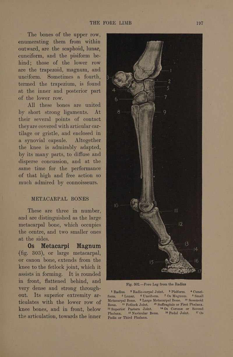 The bones of the upper row, enumerating them from within outward, are the scaphoid, lunar, cuneiform, and the pisiform be- hind; those of the lower row are the trapezoid, magnum, and unciform. Sometimes a fourth, termed the trapezium, is found at the inner and posterior part of the lower row. All these bones are united by short strong ligaments. At their several points of contact they are covered with articular car- tilage or gristle, and enclosed in a synovial capsule. Altogether the knee is admirably adapted, by its many parts, to diffuse and disperse concussion, and at the same time for the performance of that high and free action so much admired by connoisseurs. METACARPAL BONES These are three in number, and are distinguished as the large metacarpal bone, which occupies the centre, and two smaller ones at the sides. Os Metacarpi Magnum (fig. 303), or large metacarpal, or canon bone, extends from the knee to the fetlock joint, which it assists in forming. It is rounded in front, flattened behind, and very dense and strong through- out. Its superior extremity ar- ticulates with the lower row of knee bones, and in front, below the articulation, towards the inner 197 Fig. 302.—Fore Leg from the Radius 4 Cunei- 8 Small 10 Sesamoid 12 Suffraginis or First Phalanx. 14Qs Corone or Second 16 Pedal Joint. 17 Os 1 Radius. 2 Radio-carpal Joint. 3 Pisiform. form. ‘Lunar. © Unciform. 7 Os Magnum. Metacarpal Bone. 9% Large Metacarpal Bone. Bone. 1! Fetlock Joint. 13 Superior Pastern Joint. Phalanx. 1 Navicular Bone. Pedis or Third Phalanx.