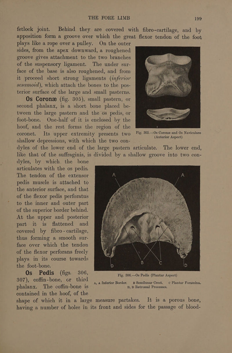 fetlock joint. Behind they are covered with fibro-cartilage, and by apposition form a groove over which the great flexor tendon of the foot plays like a rope over a pulley. On the outer sides, from the apex downward, a roughened groove gives attachment to the two branches of the suspensory ligament. The under sur- face of the base is also roughened, and from it proceed short strong ligaments (inferior sesamoid), which attach the bones to the pos- terior surface of the large and small pasterns. Os Corone (fig. 305), small pastern, or second phalanx, is a short bone placed be- tween the large pastern and the os pedis, or foot-bone. One-half of it is enclosed by the hoof, and the rest forms the region of the coronet. Its upper extremity presents two Fi. ie ia reas veyulere shallow depressions, with which the two con- dyles of the lower end of the large pastern articulate. The lower end, like that of the suffraginis, is divided by a shallow groove into two con- dyles, by which the bone articulates with the os pedis: The tendon of the extensor pedis muscle is attached to the anterior surface, and that of the flexor pedis perforatus to the inner and outer part of the superior border behind. At the upper and posterior part it is flattened and covered by fibro - cartilage, thus forming a smooth sur- face over which the tendon of the flexor perforans freely plays in its course towards the foot-bone. Os Pedis (figs. 306, Fig. 206.—Os Pedis (Plantar Aspect) 307), coffin -bone, bs oe third A, A Inferior Border. BSemilunar Crest. c Plantar Foramina.. phalanx. ‘The cottin-bone is D, D Retrossal Processes. contained in the hoof, of the shape of which it in a large measure partakes. It is a porous bone, having a number of holes in its front and sides for the passage of blood-