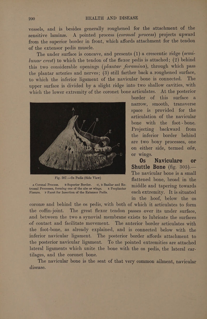 vessels, and is besides generally roughened for the attachment of the sensitive laminee. A pointed process (coronal process) projects upward from the superior border in front, which affords attachment for the tendon of the extensor pedis muscle. The under surface is concave, and presents (1) a crescentic ridge (semo- lunar crest) to which the tendon of the flexor pedis is attached; (2) behind this two considerable openings (plantar foramina), through which pass the plantar arteries and nerves; (3) still farther back a roughened surface, to which the inferior ligament of the navicular bone is connected. The upper surface is divided by a slight ridge into two shallow cavities, with which the lower extremity of the coronet bone articulates. At the posterior border of this surface a narrow, smooth, transverse space is provided for the articulation of the navicular bone with the foot - bone. Projecting backward from the inferior border behind are two bony processes, one on either side, termed ala, or wings. Os Naviculare' or Shuttle Bone (fig. 305).— The navicular bone is a small | flattened bone, broad in the oiceien tron &gt;a Darts. ip Eeanewad Re idle nd) tgpenug tavente Fissure. F Facet for Insertion of the Extensor Pedis. each extremity. It is situated in the hoof, below the ‘os coronze and behind the os pedis, with both of which it articulates to form the coffin-joint. The great flexor tendon passes over its under surface, and between the two a synovial membrane exists to lubricate the surfaces of contact and facilitate movement. The anterior border articulates with the foot-bone, as already explained, and is connected below with the inferior navicular ligament. The posterior border affords attachment to the posterior navicular ligament. To the pointed extremities are attached lateral ligaments which unite the bone with the os pedis, the lateral car- tilages, and the coronet bone. The navicular bone is the seat of that very common ailment, navicular disease.