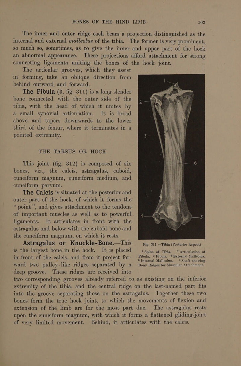 The inner and outer ridge each bears a projection distinguished as the internal and external malleolus of the tibia. The former is very prominent, so much so, sometimes, as to give the inner and upper part of the hock an abnormal appearance. These projections afford attachment for strong connecting ligaments uniting the bones of the hock joint. The articular grooves, which they assist in forming, take an oblique direction from behind outward and forward. The Fibula (3, fig. 311) is a long slender bone connected with the outer side of the tibia, with the head of which it unites by a small synovial articulation. It is broad above and tapers downwards to the lower third of the femur, where it terminates in a pointed extremity. THE TARSUS OR HOCK This joint (fig. 312) is composed of six bones, viz., the calcis, astragalus, cuboid, cuneiform magnum, cuneiform medium, and cuneiform parvum. The Calcis is situated at the posterior and outer part of the hock, of which it forms the “point”, and gives attachment to the tendons of important muscles as well as to powerful. ligaments. It articulates in front with the astragalus and below with the cuboid bone and the cuneiform magnum, on which it rests. Astragalus or Knuckle-Bone.—This gig. 311. —Tinia (Posterior Aspect) is the largest bone in the hock. It is placed — igpine of Tibia, 2 Articulation of in front of the calcis, and from it project for- Fibula | fees Be ectincn ois ward two pulley-like ridges separated by a _ Bony Ridges for Muscular Attachment. deep groove. These ridges are received into two corresponding grooves already referred to as existing on the inferior extremity of the tibia, and the central ridge on the last-named part fits into the groove separating those on the astragalus. Together these two bones form the true hock joint, to which the movements of flexion and extension of the limb are for the most part due. The astragalus rests upon the cuneiform magnum, with which it forms a flattened gliding-joint of very limited movement. Behind, it articulates with the calcis.
