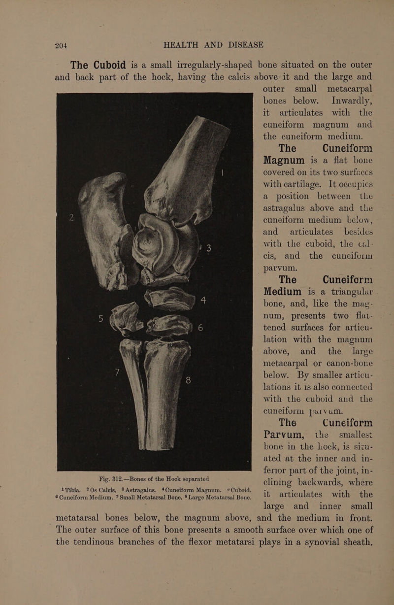 1Tibia. 20s Calcis. 3 Astragalus. *Cuneiform Magnum. °Cuboid. 6 Cuneiform Medium. 7 Small Metatarsal Bone, ® Large Metatarsal Bone. outer small metacarpal bones below. Inwardly, it articulates with the cuneiform magnum and the cuneiform medium. The Cuneiform Magnum is a flat bone covered on its two surfaccs with cartilage. It occupics a position between the astragalus above and tle cuneiform medium below, and articulates besides with the cuboid, the cal- cis, and the cuneiform The Cuneiform Medium is a triangular - bone, and, like the may- num, presents two flav- tened surfaces for articu- lation with the magnum above, and the large metacarpal or canon-boure below. By smaller articu- lations it 1s also connected with the cuboid and the cuneiform Jarvum. The Cuneiform Parvum, the smallest bone in the hock, is sizu- ated at the inner and in- ferior part of the joint, in- clining backwards, where it articulates with the large and inner small