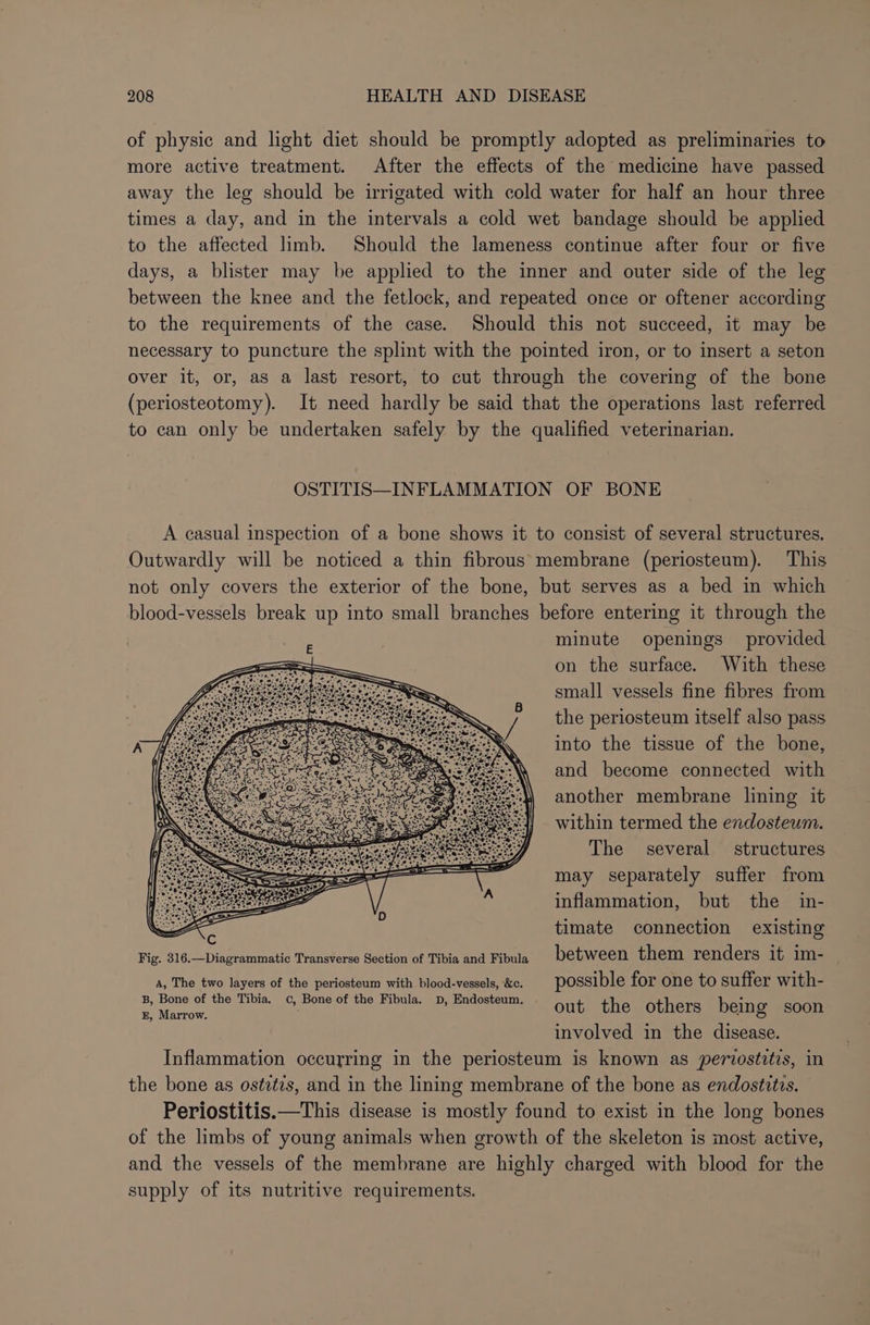 of physic and light diet should be promptly adopted as preliminaries to more active treatment. After the effects of the medicine have passed away the leg should be irrigated with cold water for half an hour three times a day, and in the intervals a cold wet bandage should be applied to the affected limb. Should the lameness continue after four or five days, a blister may be applied to the inner and outer side of the leg between the knee and the fetlock, and repeated once or oftener according to the requirements of the case. Should this not succeed, it may be necessary to puncture the splint with the pointed iron, or to insert a seton over it, or, as a last resort, to cut through the covering of the bone (periosteotomy). It need hardly be said that the operations last referred to can only be undertaken safely by the qualified veterinarian. OSTITIS—INFLAMMATION OF BONE A casual inspection of a bone shows it to consist of several structures. Outwardly will be noticed a thin fibrous membrane (periosteum). This not only covers the exterior of the bone, but serves as a bed in which blood-vessels break up into small branches before entering it through the minute openings provided on the surface. With these small vessels fine fibres from the periosteum itself also pass into the tissue of the bone, and become connected with another membrane lining it within termed the endosteum. The several structures may separately suffer from inflammation, but the in- timate connection existing Fig. 316.—Diagrammatic Transverse Section of Tibia and Fibula between them renders it im- A, The two layers of the periosteum with blood-vessels, &amp;c. possible for one to suffer with- : mies the Tibia. Cc, Bone of the Fibula. D, Endosteum. out the others bein g soon involved in the disease. Inflammation occurring in the periosteum is known as pervostitis, in the bone as ostztis, and in the lining membrane of the bone as endostvtis. Periostitis.—This disease is mostly found to exist in the long bones of the limbs of young animals when growth of the skeleton is most active, and the vessels of the membrane are highly charged with blood for the supply of its nutritive requirements.