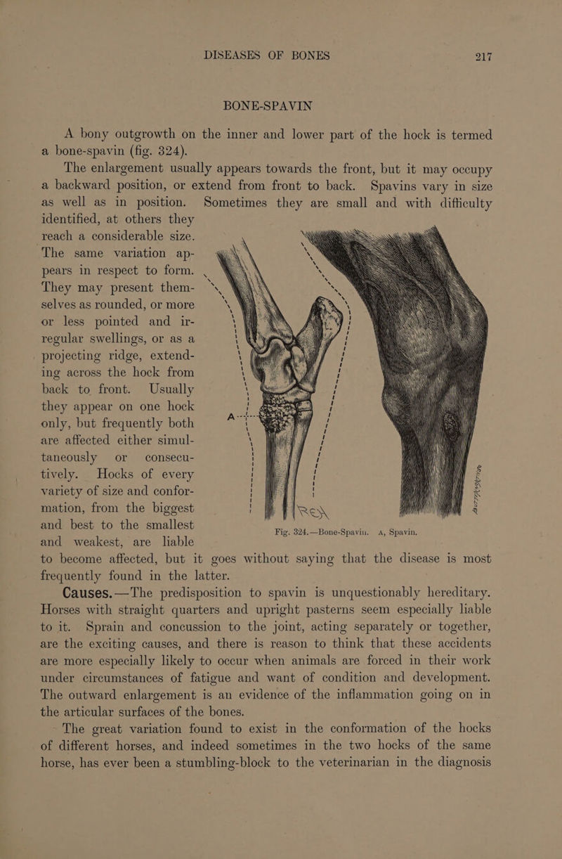 BONE-SPAVIN A bony outgrowth on the inner and lower part of the hock is termed a bone-spavin (fig. 324). The enlargement usually appears towards the front, but it may occupy a backward position, or extend from front to back. Spavins vary in size as well as in position. Sometimes they are small and with difticulty identified, at others they reach a considerable size. The same variation ap- pears in respect to form. They may present. them- selves as rounded, or more or less pointed and _ ir- regular swellings, or as a _ projecting ridge, extend- ing across the hock from back to front. Usually they appear on one hock only, but frequently both are affected either simul- taneously or consecu- tively. Hocks of every variety of size and confor- mation, from the biggest and best to the smallest and weakest, are liable to become affected, but it goes without saying that the disease is most frequently found in the latter. Causes.—The predisposition to spavin is unquestionably hereditary. Horses with straight quarters and upright pasterns seem especially liable to it. Sprain and concussion to the joint, acting separately or together, are the exciting causes, and there is reason to think that these accidents are more especially likely to occur when animals are forced in their work under circumstances of fatigue and want of condition and development. The outward enlargement is an evidence of the inflammation going on in the articular surfaces of the bones. ~The great variation found to exist in the conformation of the hocks of different horses, and indeed sometimes in the two hocks of the same horse, has ever been a stumbling-block to the veterinarian in the diagnosis