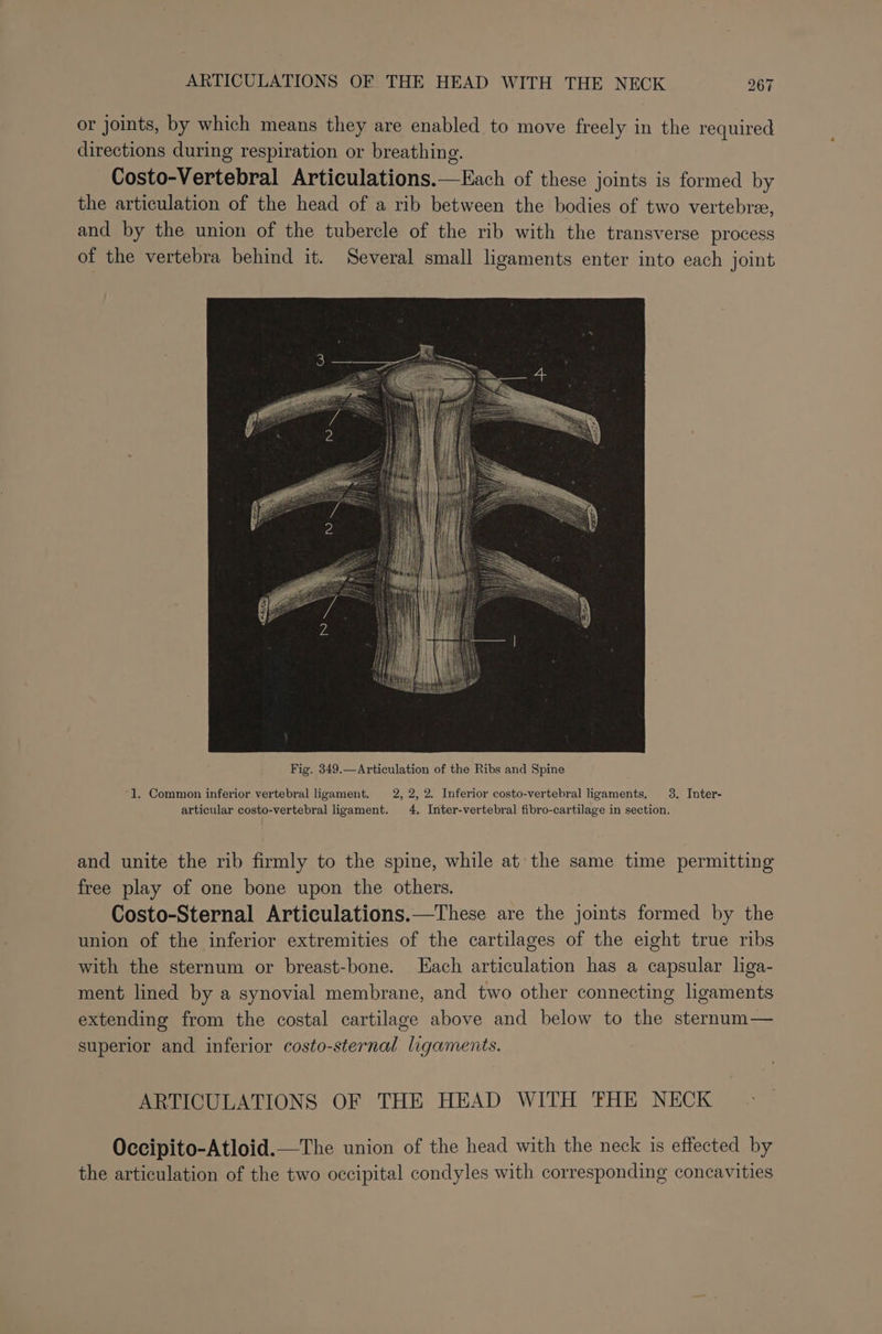 or joints, by which means they are enabled to move freely in the required directions during respiration or breathing. Costo-Vertebral Articulations.—Each of these joints is formed by the articulation of the head of a rib between the bodies of two vertebre, and by the union of the tubercle of the rib with the transverse process of the vertebra behind it. Several small ligaments enter into each joint ‘1. Common inferior vertebral ligament. 2, 2, 2. Inferior costo-vertebral ligaments. 3. Inter- articular costo-vertebral ligament. 4. Inter-vertebral fibro-cartilage in section. and unite the rib firmly to the spine, while at the same time permitting free play of one bone upon the others. Costo-Sternal Articulations.—These are the joints formed by the union of the inferior extremities of the cartilages of the eight true ribs with the sternum or breast-bone. ach articulation has a capsular liga- ment lined by a synovial membrane, and two other connecting ligaments extending from the costal cartilage above and below to the sternum— superior and inferior costo-sternal ligaments. ARTICULATIONS OF THE HEAD WITH THE NECK Occipito-Atloid.—The union of the head with the neck is effected by the articulation of the two occipital condyles with corresponding concavities