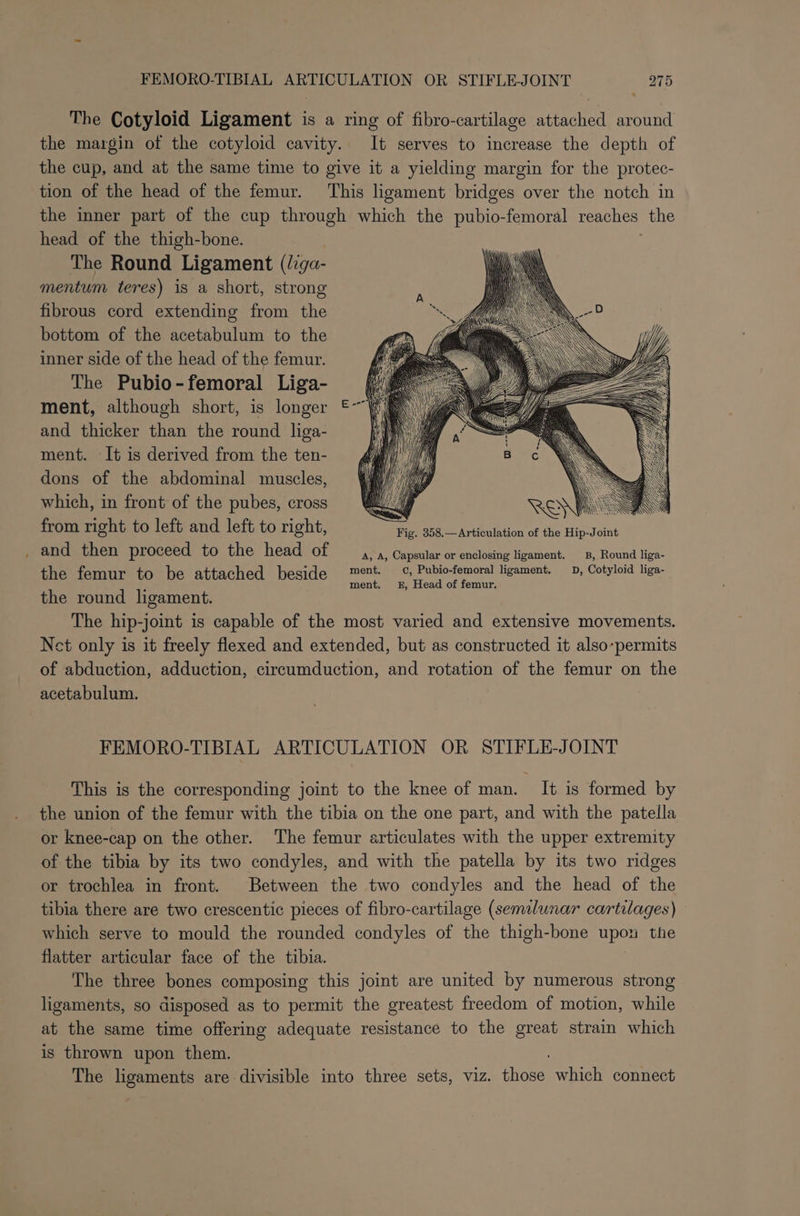 - The Cotyloid Ligament is a ring of fibro-cartilage attached around the margin of the cotyloid cavity. It serves to increase the depth of the cup, and at the same time to give it a yielding margin for the protec- tion of the head of the femur. This ligament bridges over the notch in the inner part of the cup through which the pubio-femoral reaches the head of the thigh-bone. The Round Ligament (liga- mentum teres) is a short, strong fibrous cord extending from the bottom of the acetabulum to the inner side of the head of the femur. The Pubio-femoral Liga- ment, although short, is longer and thicker than the round liga- ment. It is derived from the ten- dons of the abdominal muscles, which, in front of the pubes, cross EN from right to left and left to right, Fig. 358,—Articulation of the Hip-Joint and then proceed to the head of A, A, Capsular or enclosing ligament. _B, Round liga- the femur to be attached beside me’ ait wie PS TGE TATE al 59 the round ligament. The hip-joint is capable of the most varied and extensive movements. Net only is it freely flexed and extended, but as constructed it also-permits of abduction, adduction, circumduction, and rotation of the femur on the acetabulum. FEMORO-TIBIAL ARTICULATION OR STIFLE-JOINT This is the corresponding joint to the knee of man. It is formed by the union of the femur with the tibia on the one part, and with the patella or knee-cap on the other. The femur articulates with the upper extremity of the tibia by its two condyles, and with the patella by its two ridges or trochlea in front. Between the two condyles and the head of the tibia there are two crescentic pieces of fibro-cartilage (semilunar cartilages) which serve to mould the rounded condyles of the thigh-bone apes the flatter articular face of the tibia. The three bones composing this joint are united by numerous strong ligaments, so disposed as to permit the greatest freedom of motion, while at the same time offering adequate resistance to the great strain which is thrown upon them. The ligaments are divisible into three sets, viz. ihoee which connect
