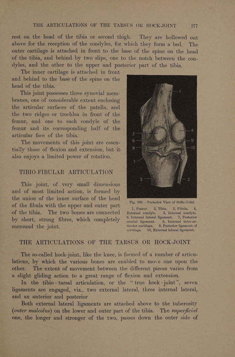 rest on the head of the tibia or second thigh. They are hollowed out above for the reception of the condyles, for which they form a bed. The outer cartilage is attached in front to the base of the spine on the head of the tibia, and behind by two slips, one to the notch between the con- dyles, and the other to the upper and posterior part of the tibia. The inner cartilage is attached in front and behind to the base of the spine on the head of the tibia. This joint possesses three synovial mem- branes, one of considerable extent enclosing the articular surfaces of the patella, and the two ridges or trochlea in front of the femur, and one to each condyle of the femur and its corresponding half of the articular face of the tibia. The movements of this joint are essen- tiaily those of flexion and extension, but it also enjoys a limited power of rotation. TIBIO-FIBULAR ARTICULATION This joint, of very small dimensions and of most limited action, is formed by the union of the inner surface of the head of the fibula with the upper and outer part eet Bie elit of the tibia. The two bones are connected External condyle. 5, Internal condyle. by short, strong fibres, which completely 6, Internal lateral ligament. 7, Posterior crucial ligament. 8, Internal inter-ar- surround the joint. ticular cartilage. 9, Posterior ligament of cartilage. 10, External lateral ligament. THE ARTICULATIONS OF THE TARSUS OR HOCK-JOINT The so-called hock-joint, like the knee, is formed of a number of articu- lations, by which the various bones are enabled to move one upon the other. The extent of movement between the different pieces varies from a slight gliding action to a great range of flexion and extension. In the tibio-tarsal articulation, or the “true hock-jomt”, seven ligaments are engaged, viz., two external lateral, three internal lateral, and an anterior and posterior Both external lateral ligaments are attached above to the tuberosity (outer maleolus) on the lower and outer part of the tibia. The superficial one, the longer and stronger of the two, passes down the outer side of