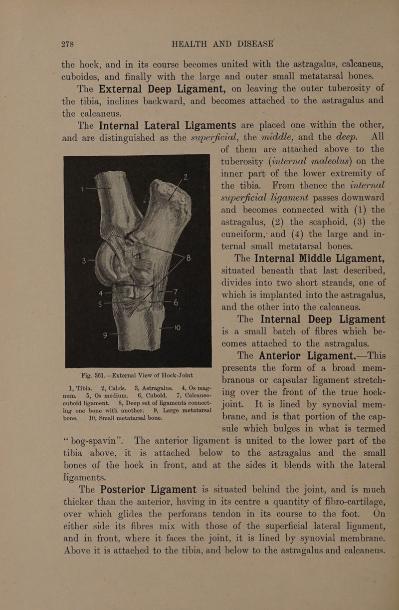 the hock, and in its course becomes united with the astragalus, calcaneus, ~ cuboides, and finally with the large and outer small metatarsal bones. The External Deep Ligament, on leaving the outer tuberosity of the tibia, inclines backward, and becomes atiaenedl to the astragalus and the calcaneus. The Internal Lateral Ligaments are She one within the other, and are distinguished as the superficial, the middle, and the deep. All of them are attached above to the tuberosity (internal maleolus) on the inner part of the lower extremity of the tibia. From thence the internal superficial ligament passes downward and becomes connected with (1) the | astragalus, (2) the scaphoid, (3) the cuneiform, and (4) the large and in- ternal small metatarsal bones. The Internal Middle Ligament, situated beneath that last described, divides into two short strands, one of which is implanted into the astragalus, and the other into the calcaneus. The Internal Deep Ligament is a small batch of fibres which be- comes attached to the astragalus. The Anterior Ligament.—This presents the form of a broad mem- branous or capsular ligament stretch- num. 2 Os medium. 6, Cubeid, 7, Clcaneo- ig over the front of the true hock- cuboid ligament. 8, Deep set of ligaments connect- joint. It is lined by synovial mem- ing one bone with another. 9, Large metatarsal i : bone, 10, Small metatarsal bone. brane, and is that portion of the cap- sule which bulges in what is termed ‘“bog-spavin”. The anterior ligament is united to the lower part of the tibia above, it is attached below to the astragalus and the small bones of the hock in front, and at the sides it blends with the lateral heaments. The Posterior Ligament is situated behind the joint, and is much thicker than the anterior, having in its centre a quantity of fibro-cartilage, over which glides the perforans tendon in its course to the foot. On- either side its fibres mix with those of the superficial lateral ligament, and in front, where it faces the joint, it is lined by synovial membrane. Above it is attached to the tibia, and below to the astragalus and calcaneus.