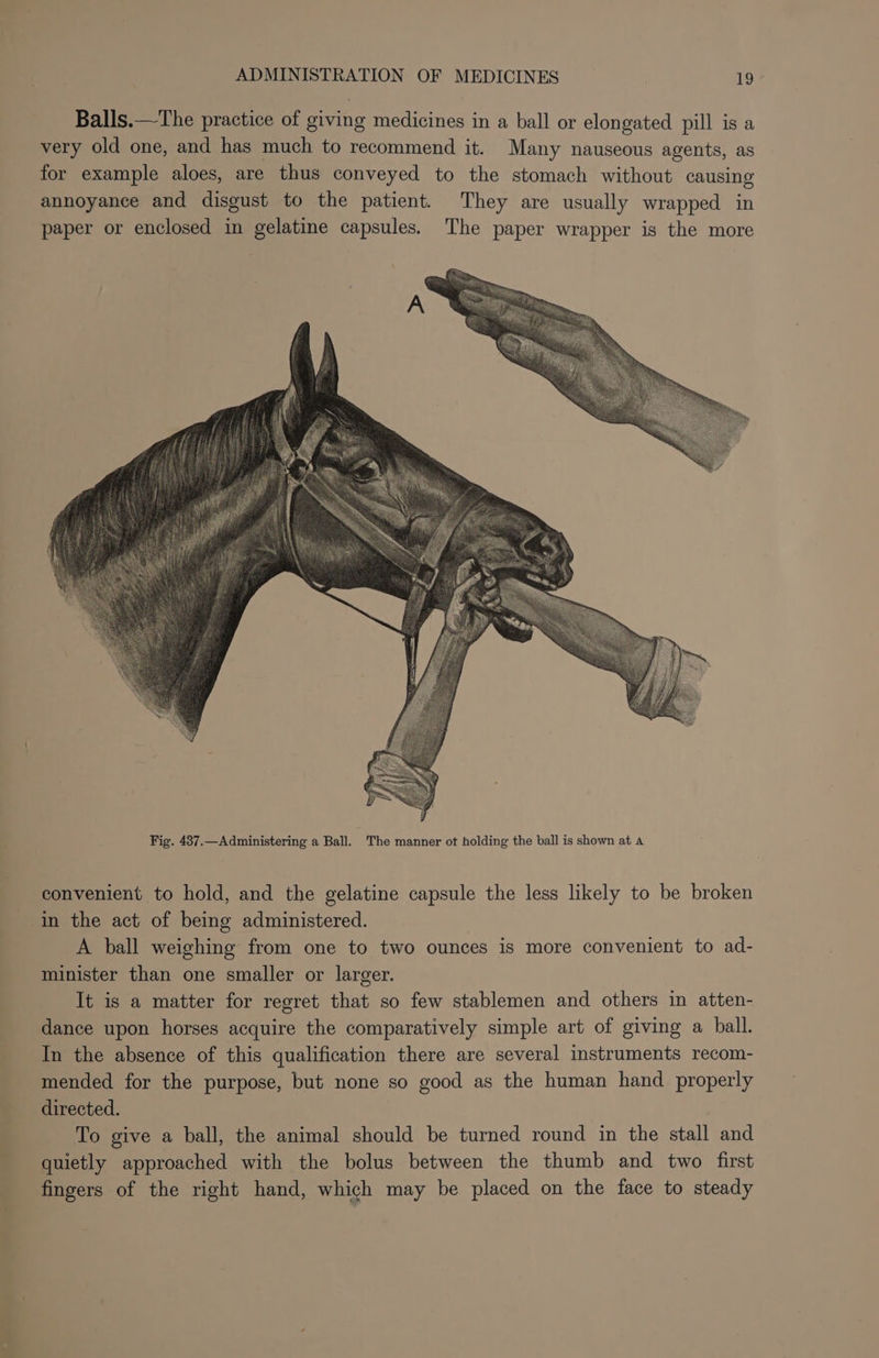 es rn Balls.—The practice of giving medicines in a ball or elongated pill is a very old one, and has much to recommend it. Many nauseous agents, as for example aloes, are thus conveyed to the stomach without causing annoyance and disgust to the patient. They are usually wrapped in paper or enclosed in gelatine capsules. The paper wrapper is the more Fig. 437.—Administering a Ball. The manner ot holding the ball is shown at a convenient to hold, and the gelatine capsule the less likely to be broken in the act of being administered. A ball weighing from one to two ounces is more convenient to ad- minister than one smaller or larger. It is a matter for regret that so few stablemen and others in atten- dance upon horses acquire the comparatively simple art of giving a ball. In the absence of this qualification there are several instruments recom- mended for the purpose, but none so good as the human hand properly directed. To give a ball, the animal should be turned round in the stall and quietly approached with the bolus between the thumb and two first fingers of the right hand, which may be placed on the face to steady