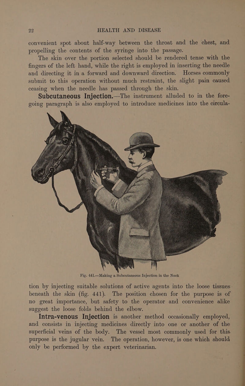 convenient spot about half-way between the throat and the chest, and propelling the contents of the syringe into the passage. The skin over the portion selected should be rendered tense with the fingers of the left hand, while the right is employed in inserting the needle and directing it in a forward and downward direction. Horses commonly submit to this operation without much restraint, the slight pain caused ceasing when the needle has passed through the skin. | Subcutaneous Injection.—The instrument alluded to in the fore- going paragraph is also employed to introduce medicines into the circula- tion by injecting suitable solutions of active agents into the loose tissues: beneath the skin (fig. 441). The position chosen for the purpose is of no great importance, but safety to the operator and convenience alike suggest the loose folds behind the elbow. Intra-venous Injection is another method occasionally employed, and consists in injecting medicines directly into one or another of the superficial veins of the body. The vessel most commonly used for this. purpose is the jugular vein. The operation, however, is one which should only be performed by the expert veterinarian.