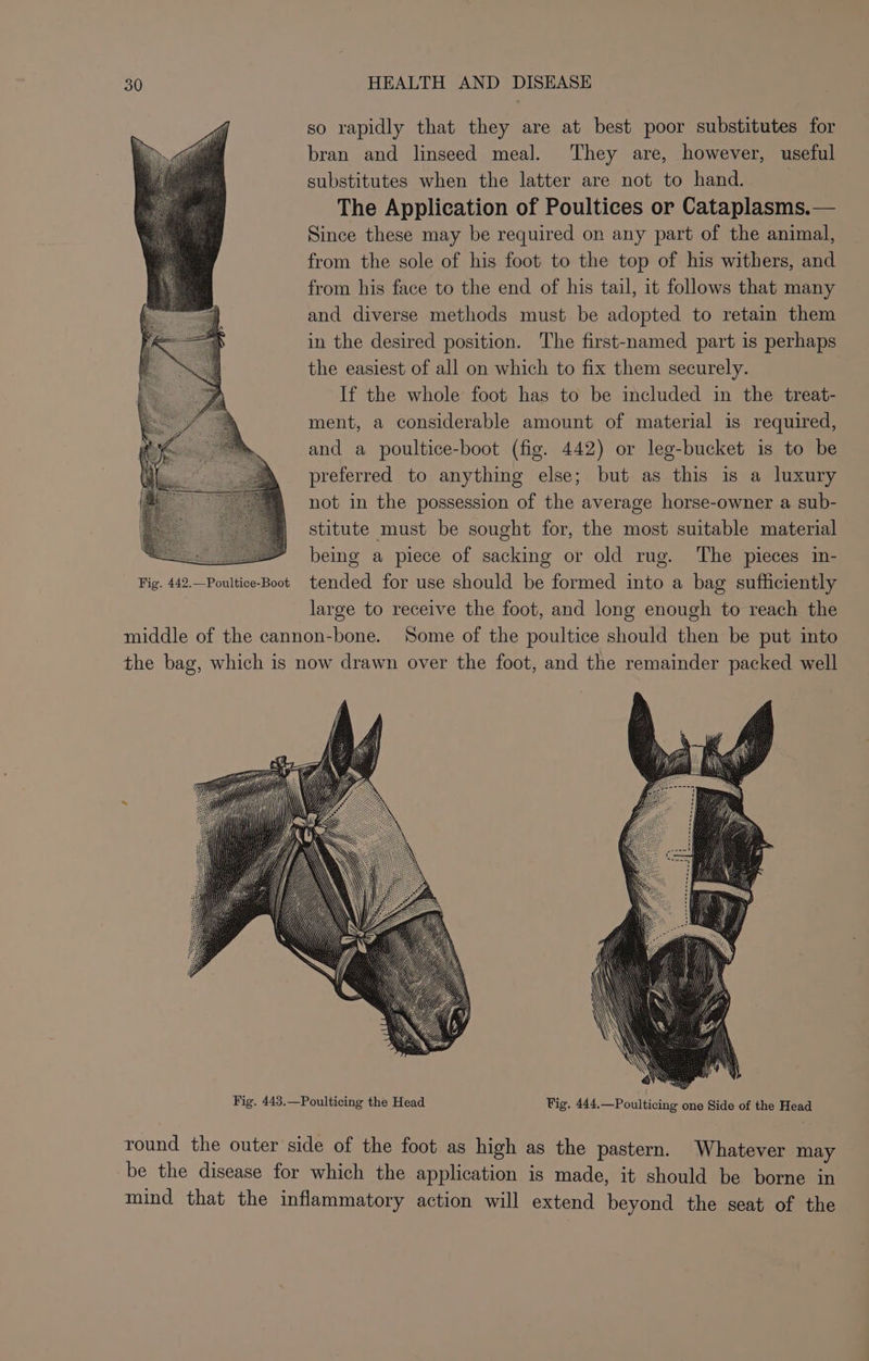 so rapidly that they are at best poor substitutes for bran and linseed meal. ‘They are, however, useful substitutes when the latter are not to hand. | The Application of Poultices or Cataplasms.— Since these may be required on any part of the animal, from the sole of his foot to the top of his withers, and from his face to the end of his tail, it follows that many and diverse methods must be adopted to retain them in the desired position. The first-named part is perhaps the easiest of all on which to fix them securely. If the whole foot has to be included in the treat- ment, a considerable amount of material is required, and a poultice-boot (fig. 442) or leg-bucket is to be preferred to anything else; but as this is a luxury not in the possession of the average horse-owner a sub- stitute must be sought for, the most suitable material S being a piece of sacking or old rug. ‘The pieces in- Fig. 442.—Poultice-Boot tended for use should be formed into a bag sufficiently large to receive the foot, and long enough to reach the middle of the cannon-bone. Some of the poultice should then be put into the bag, which is now drawn over the foot, and the remainder packed well round the outer side of the foot as high as the pastern. Whatever may be the disease for which the application is made, it should be borne in mind that the inflammatory action will extend beyond the seat of the
