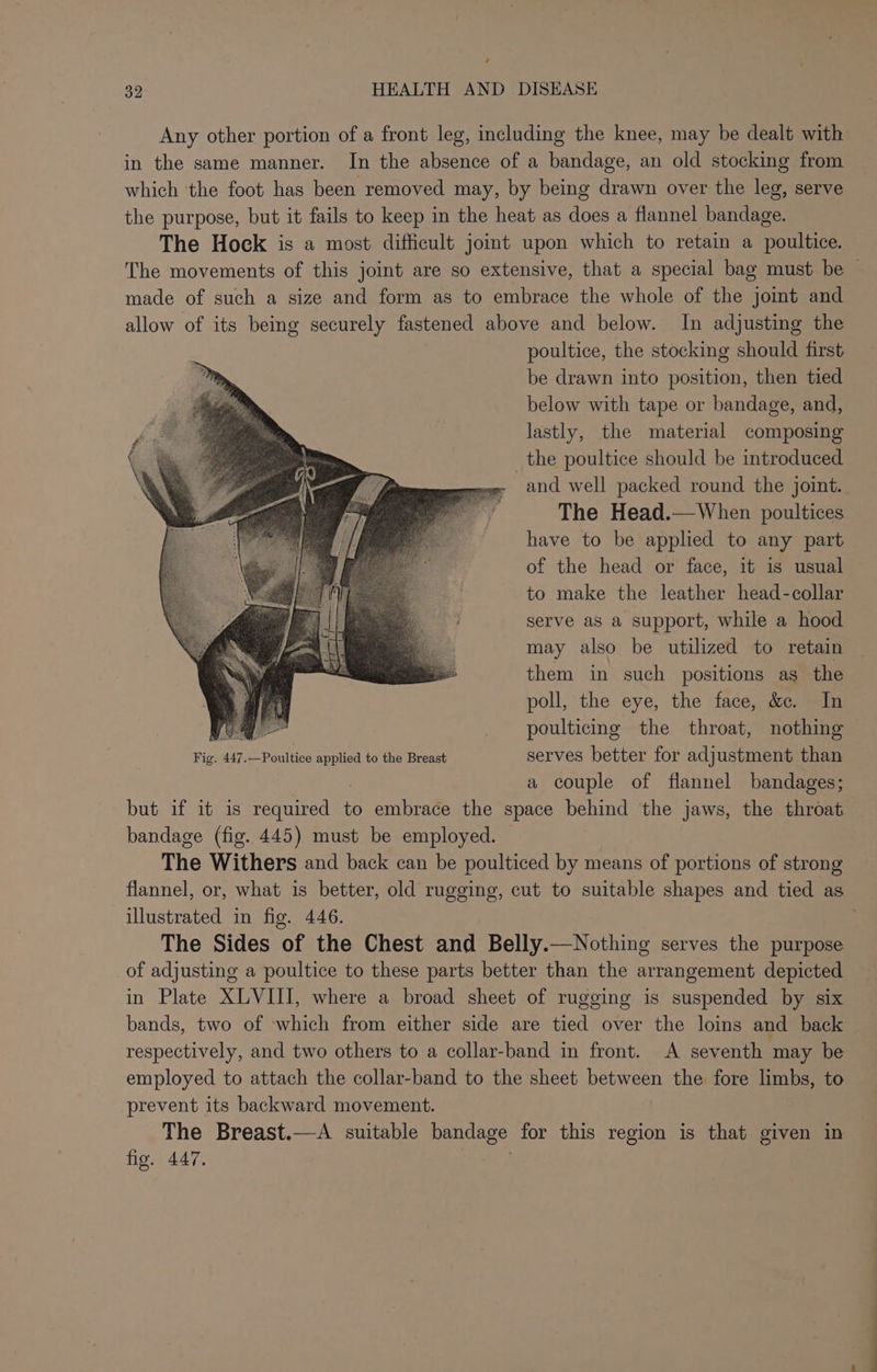 / 32 HEALTH AND DISEASE in the same manner. In the absence of a bandage, an old stocking from which the foot has been removed may, by being drawn over the leg, serve the purpose, but it fails to keep in the heat as does a flannel bandage. The Hock is a most difficult joint upon which to retain a poultice. made of such a size and form as to embrace the whole of the jomt and allow of its being securely fastened above and below. In adjusting the poultice, the stocking should first be drawn into position, then tied below with tape or bandage, and, lastly, the material composing _the poultice should be introduced and well packed round the joint. The Head.—When poultices have to be applied to any part of the head or face, it is usual to make the leather head-collar serve as a support, while a hood may also be utilized to retain them in such positions as the poll, the eye, the face, &amp;c. In Vu _ poulticng the throat, nothing Figwilzia-Poalucemepled 46 vie Bronce serves better for adjustment than a couple of flannel bandages; but if it is Reaareiee to embrace the space behind the jaws, the throat bandage (fig. 445) must be employed. The Withers and back can be poulticed by means of portions of strong illustrated in fig. 446. The Sides of the Chest and Belly.—Nothing serves the purpose of adjusting a poultice to these parts better than the arrangement depicted in Plate XLVIII, where a broad sheet of rugging is suspended by six bands, two of which from either side are tied over the loins and back respectively, and two others to a collar-band in front. A seventh may be employed to attach the collar-band to the sheet between the fore limbs, to prevent its backward movement. The Breast.—A suitable sees’ for this region is that given in fig. 447,